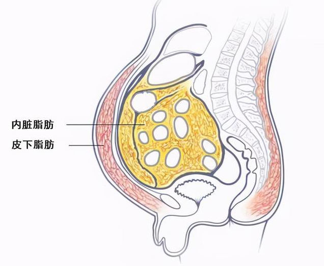 内脏脂肪解剖图片