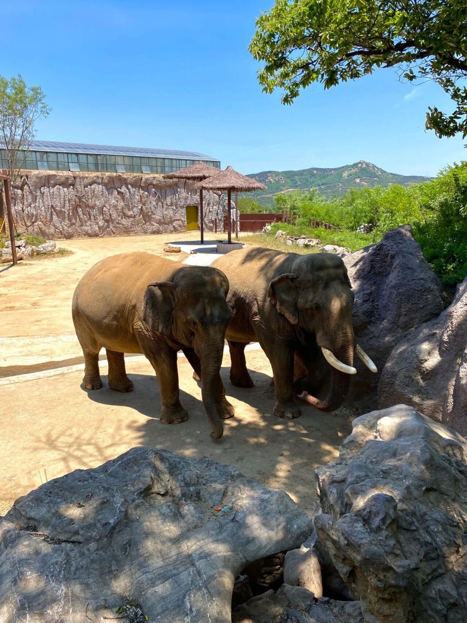 青岛森林野生动物园