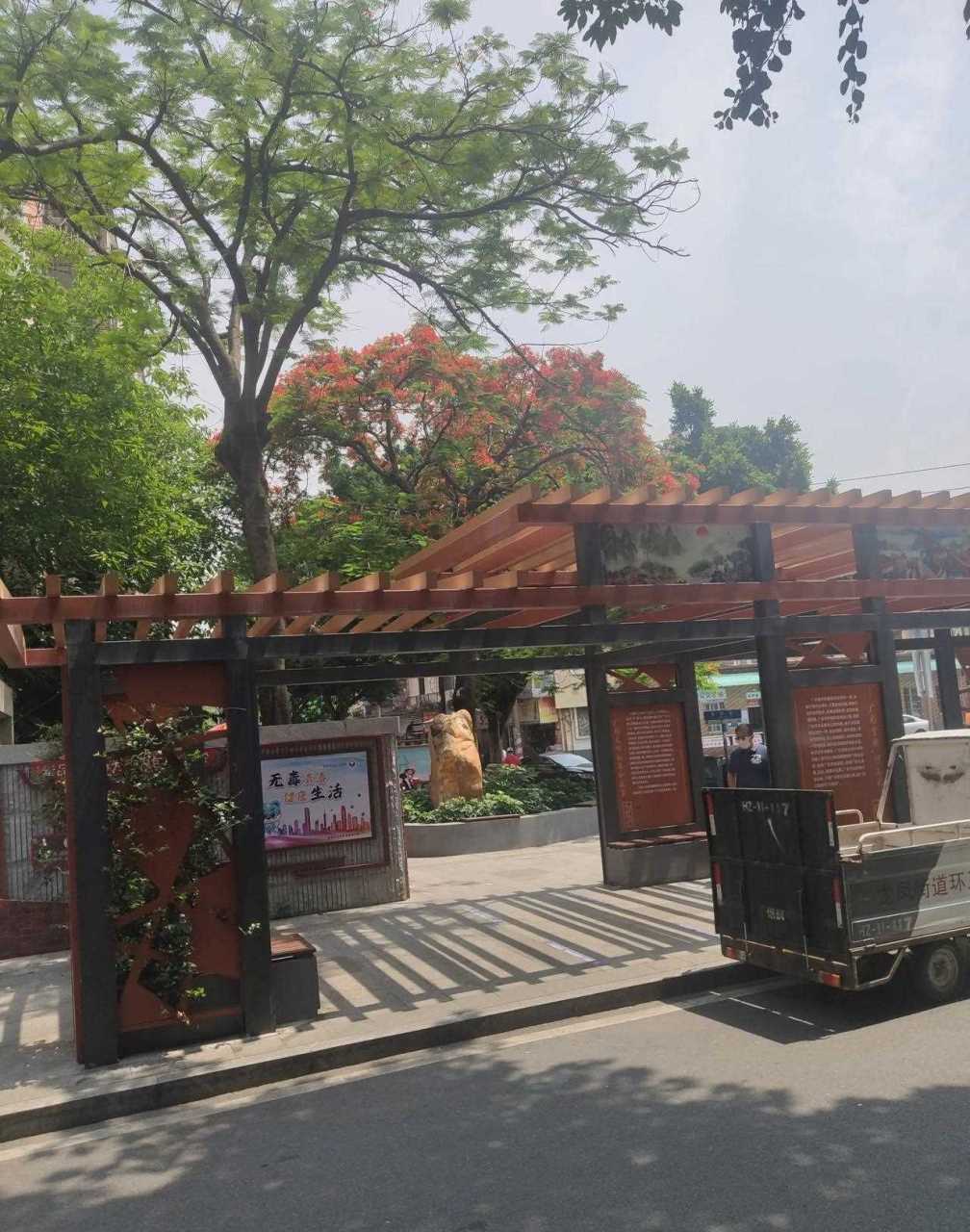 广州市革新路凤凰岗仅有的一棵凤凰树开花了,红红火火的花朵在翠绿的