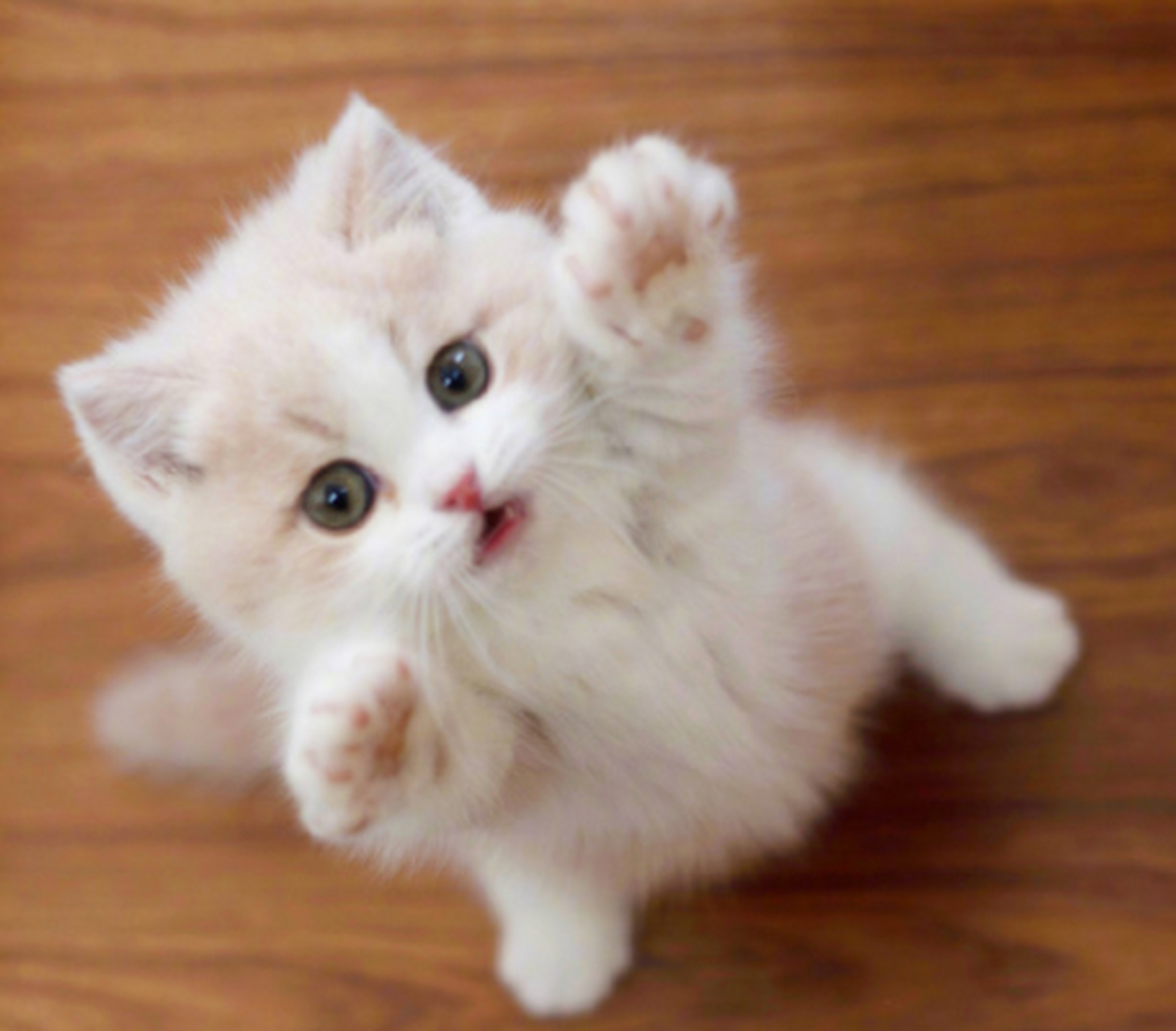 一只求抱抱的小猫咪,这粉jiojio也太可爱了!