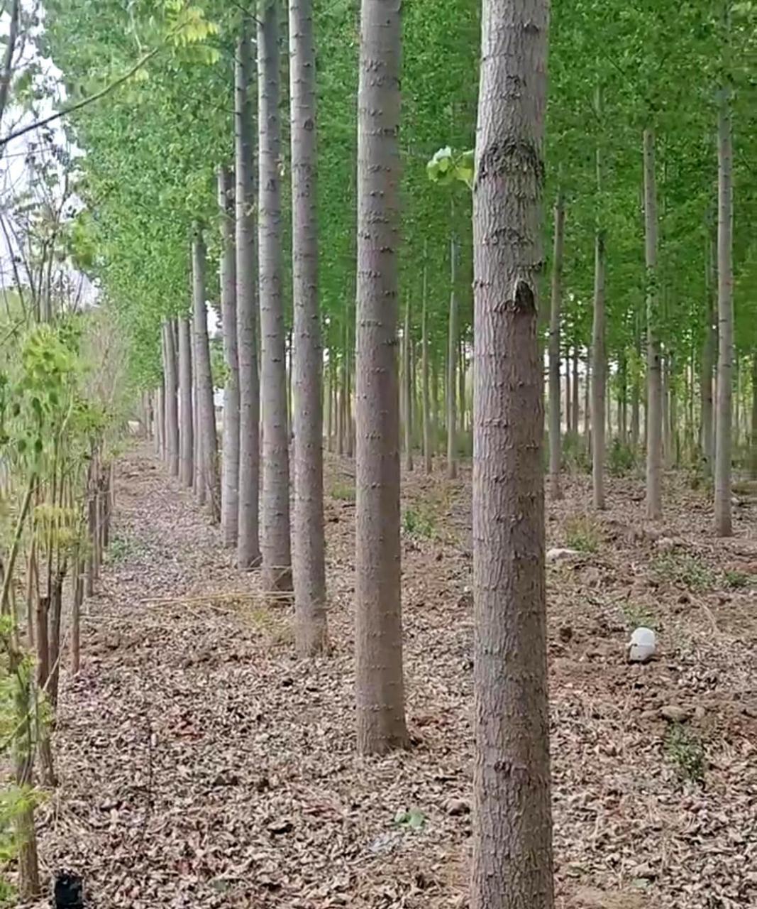 这棵树长得真是笔直,有点像电线杆!