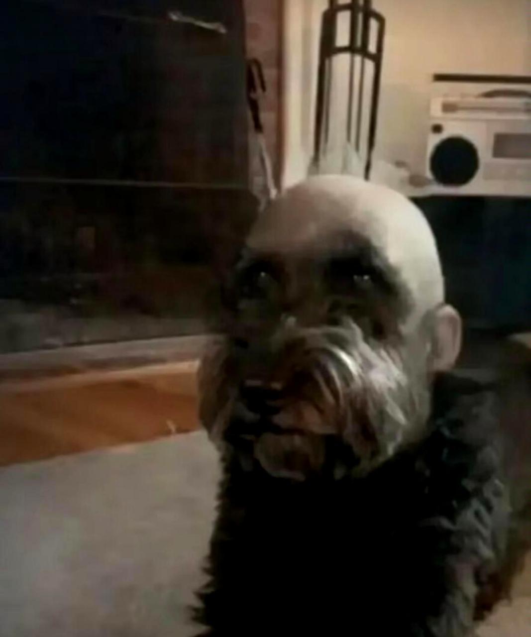 为什么那些长相丑陋的动物更像人类呢?