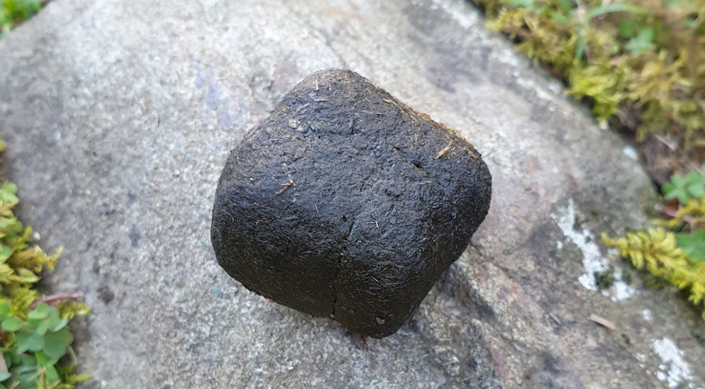 袋熊的几何秘密——立方形粪便的奥秘  在塔斯马尼亚和澳大利亚的广阔