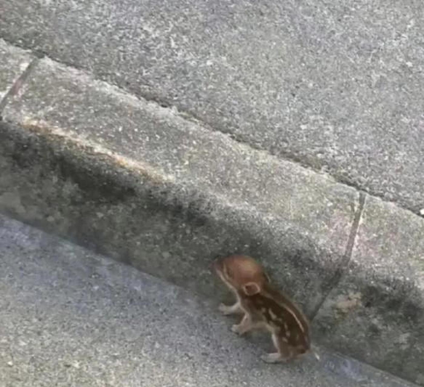 发现一枚野生小佩奇!能拿回家养吗?