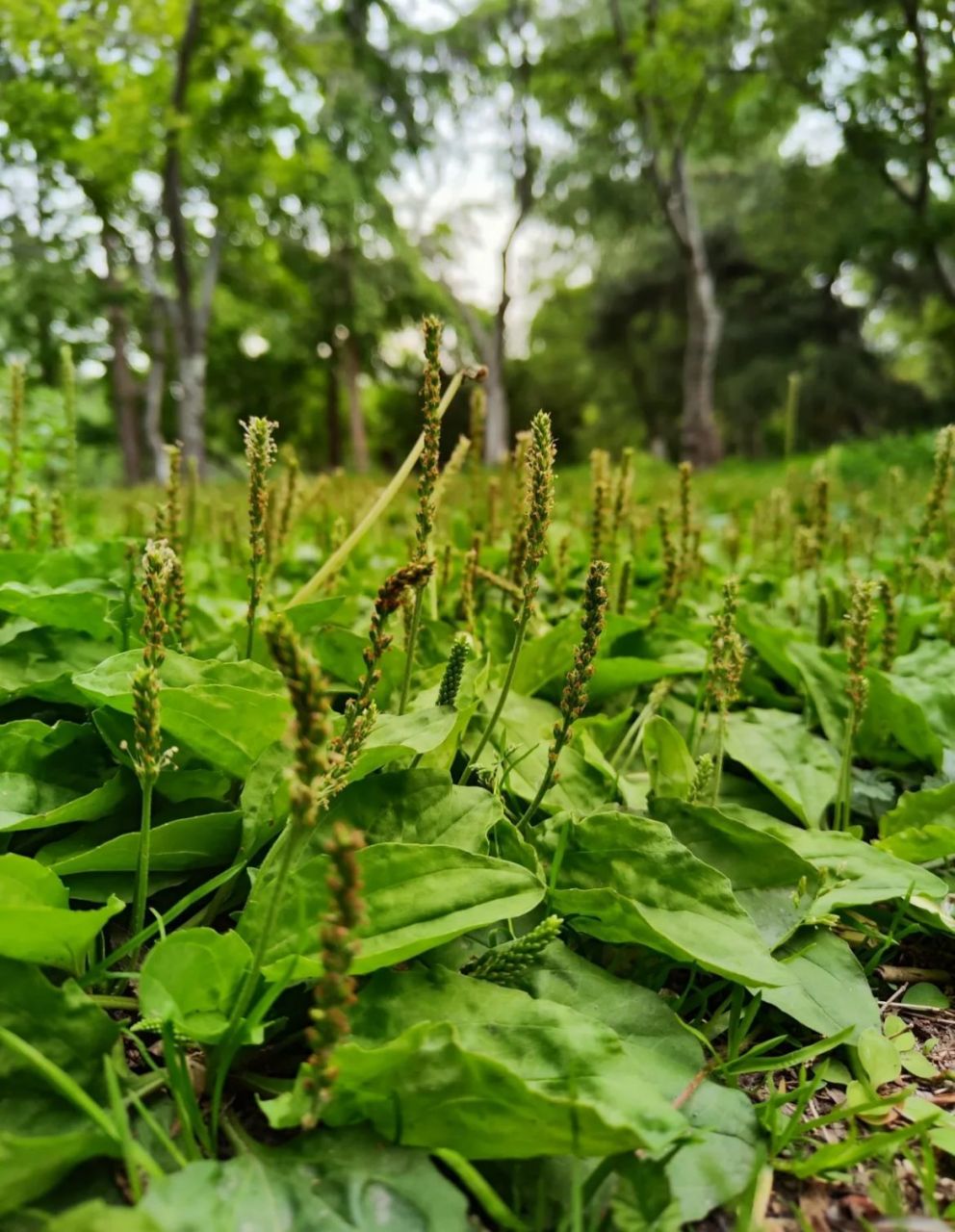 你们知道车前草吗?
