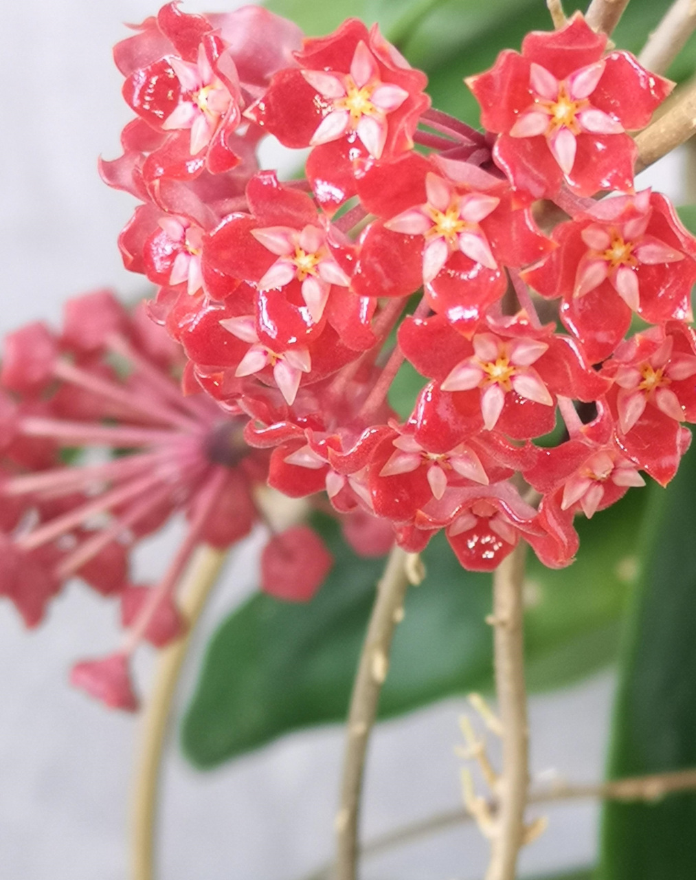 阳台朝北,或是采光条件不佳的花友,养花可以选择这个品种——火红球兰