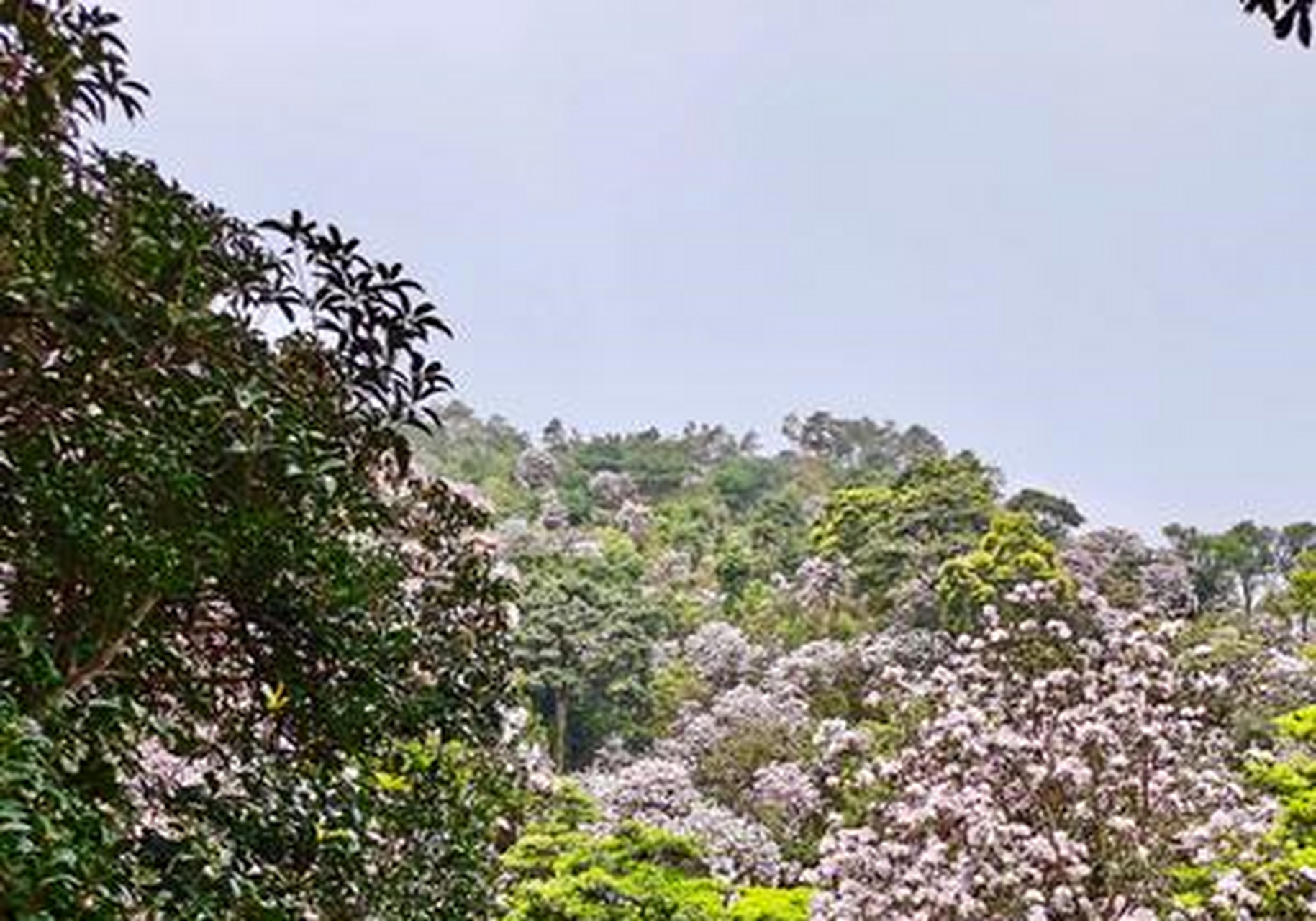 这几天被深圳梧桐山的毛棉杜鹃花刷屏了,漫山遍野,花团锦簇,隔着屏都