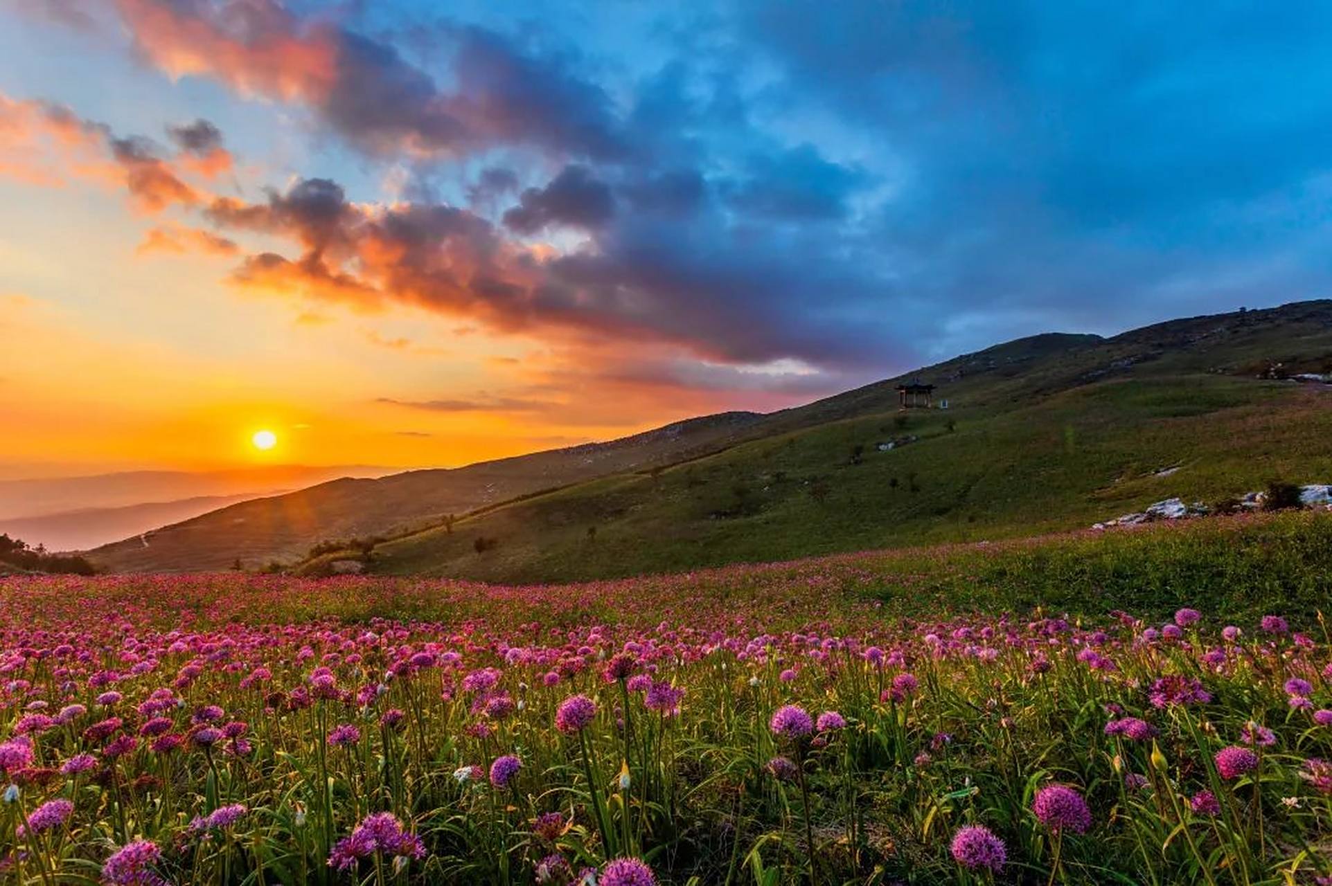 贵州屋脊的花海世界】每年九月,贵州省毕节市赫章县韭菜坪景区正值