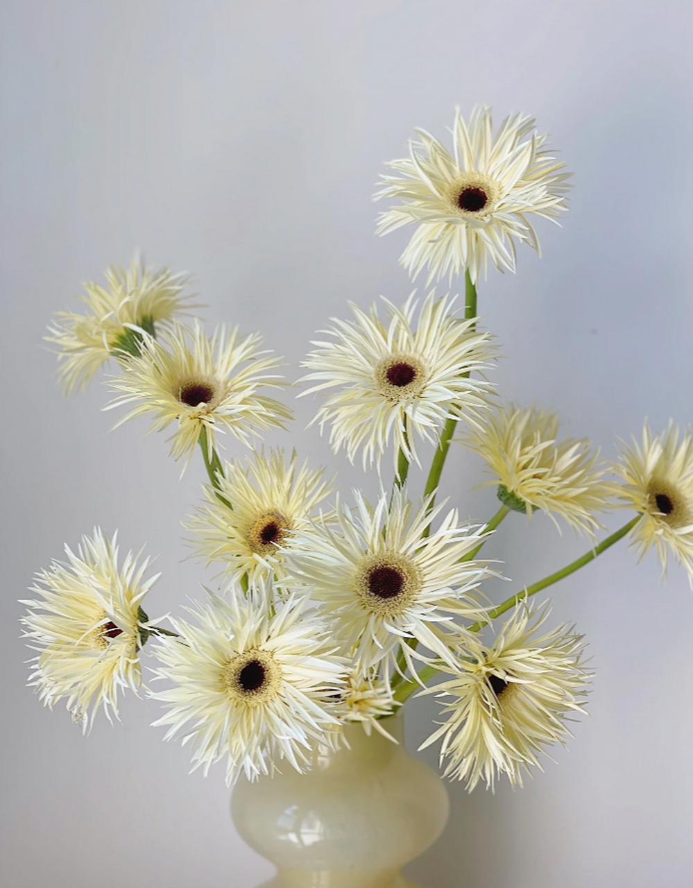 非洲菊插花图片大全图片