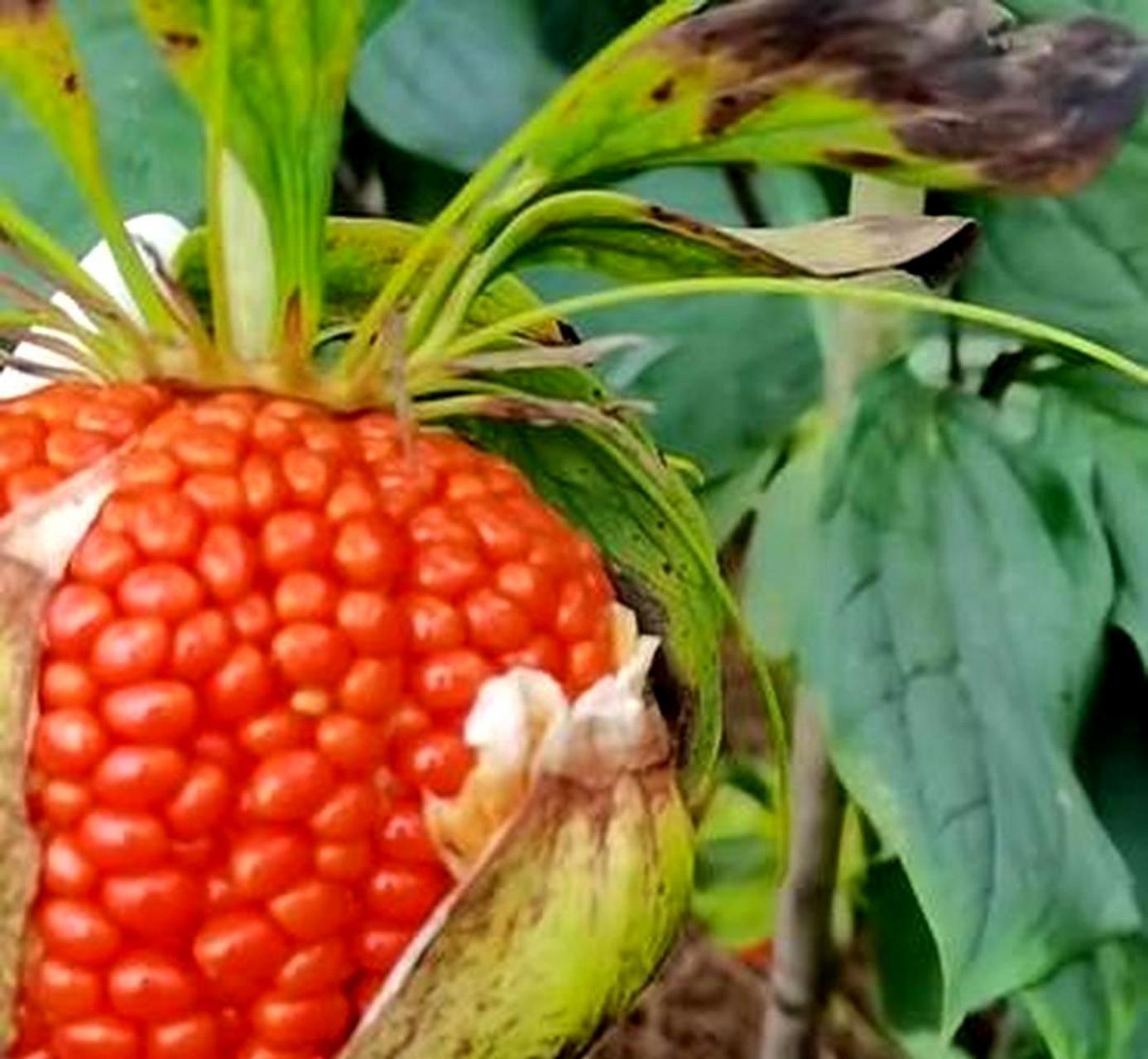 你尝过四川罕见的特产水果吗?