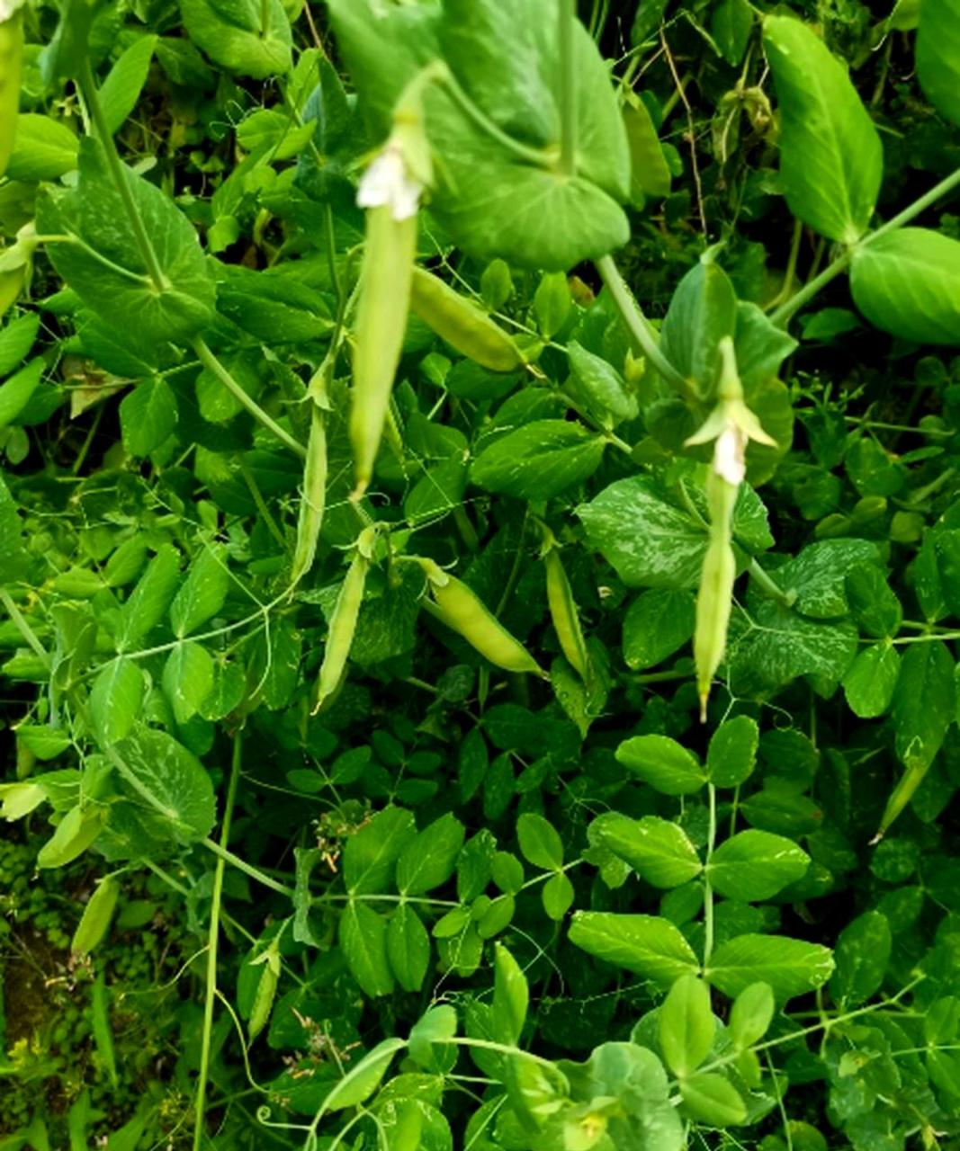 赤豆豆荚图片