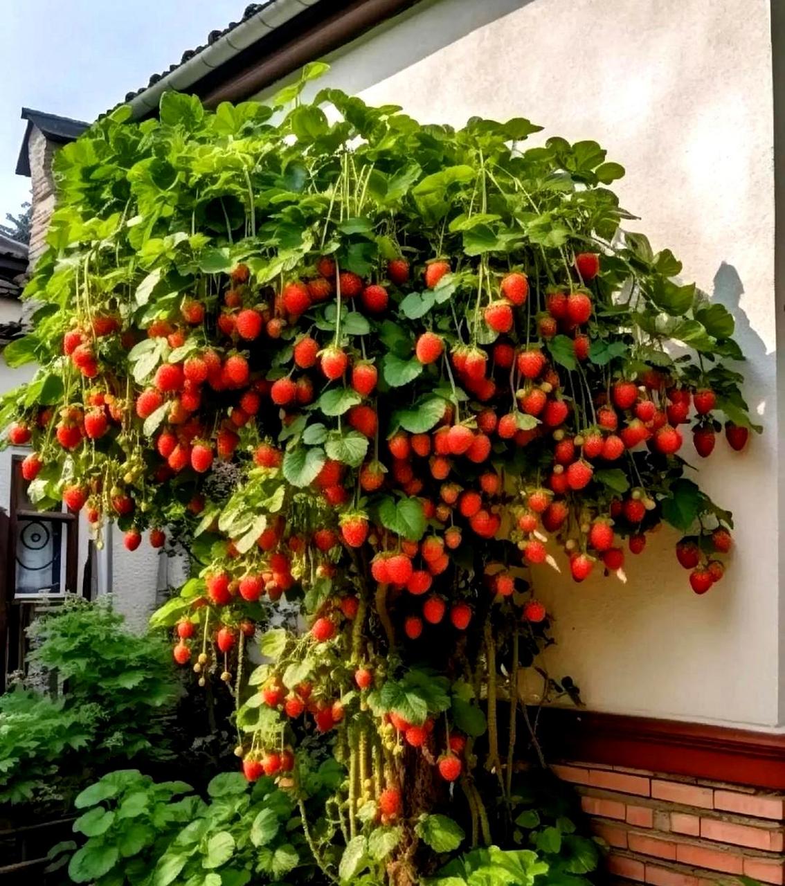 草莓长在树上的图片图片