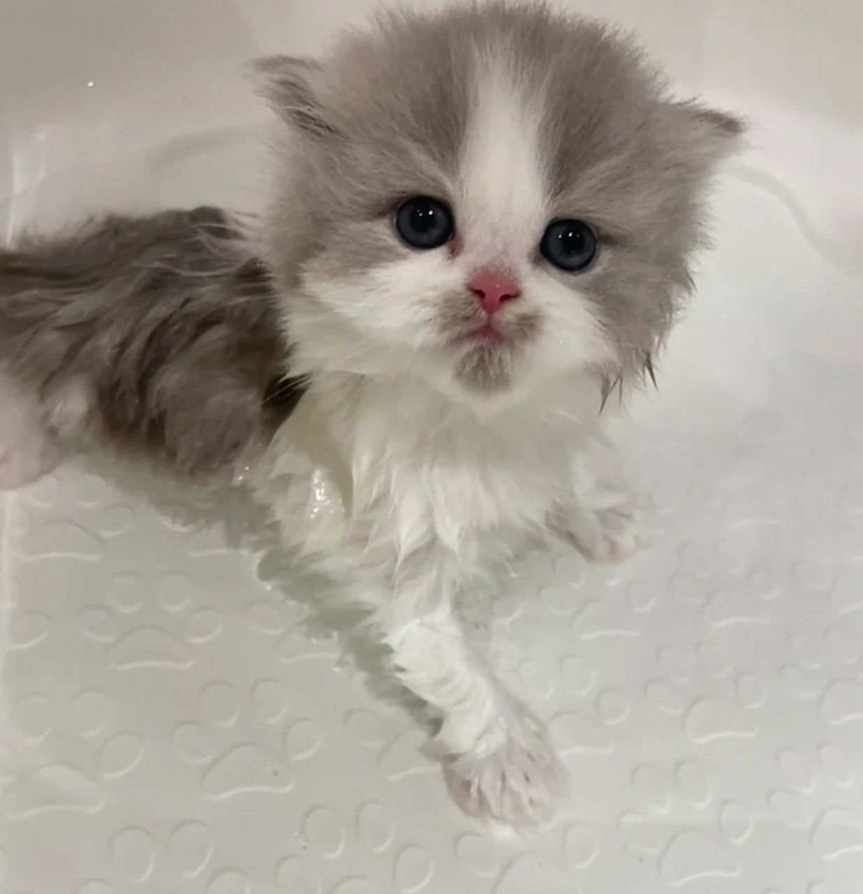 一个月的小奶猫,第一洗澡,你们见过吗?