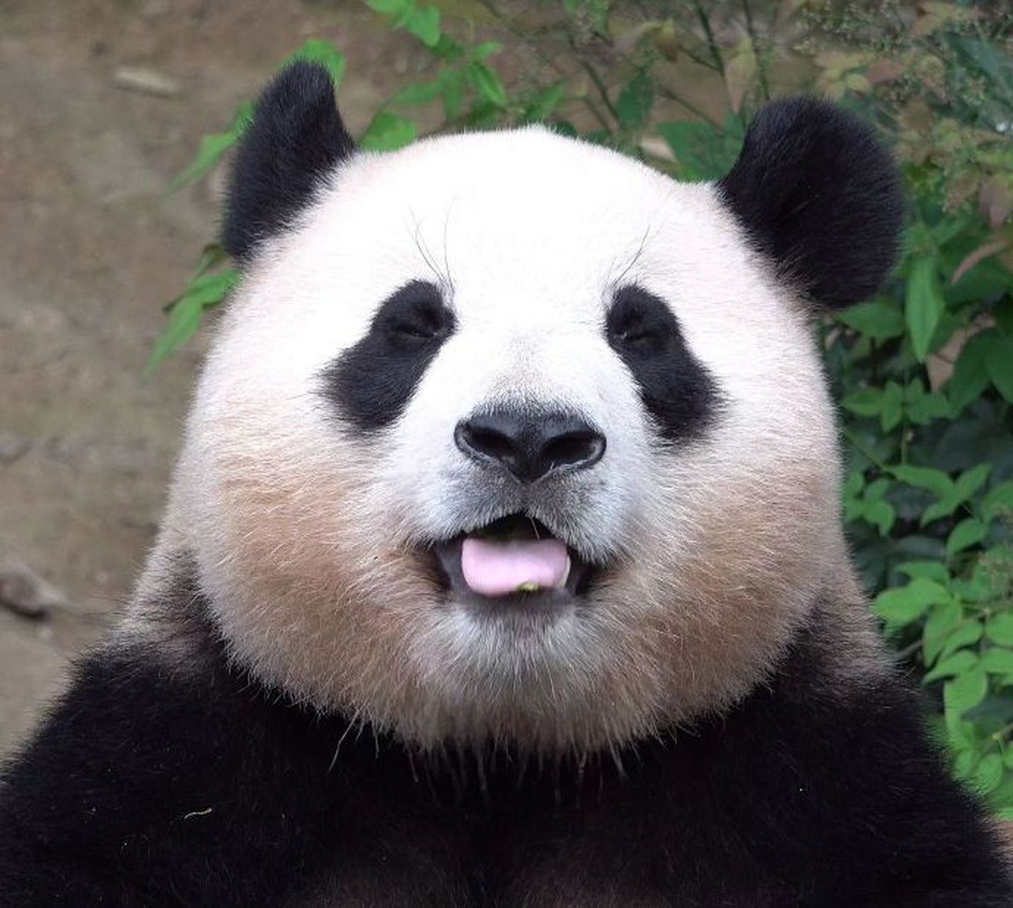 谁泄露了福宝龇牙咧嘴的照片  20230813  cr.