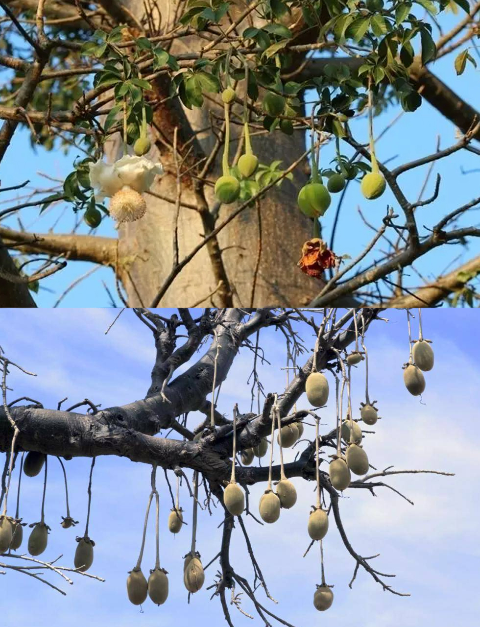 猴子面包树果实图片