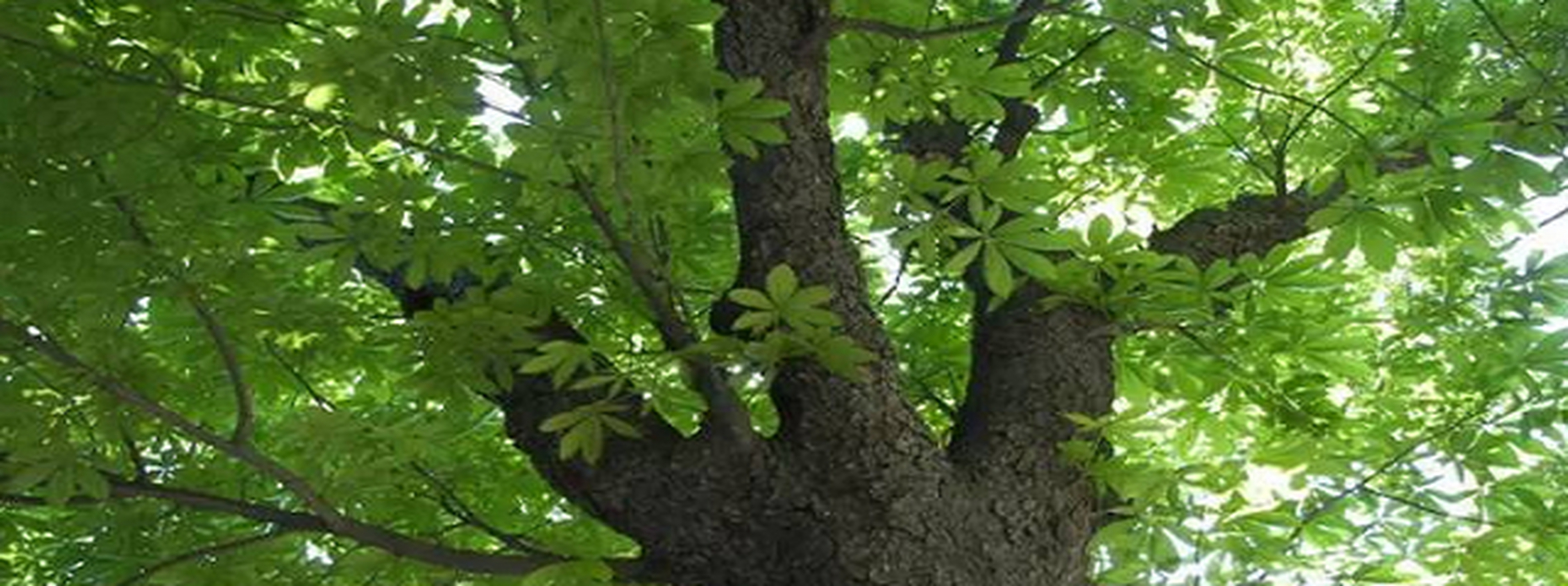 巴沙木是世界上最轻的树,所以又叫"轻木".