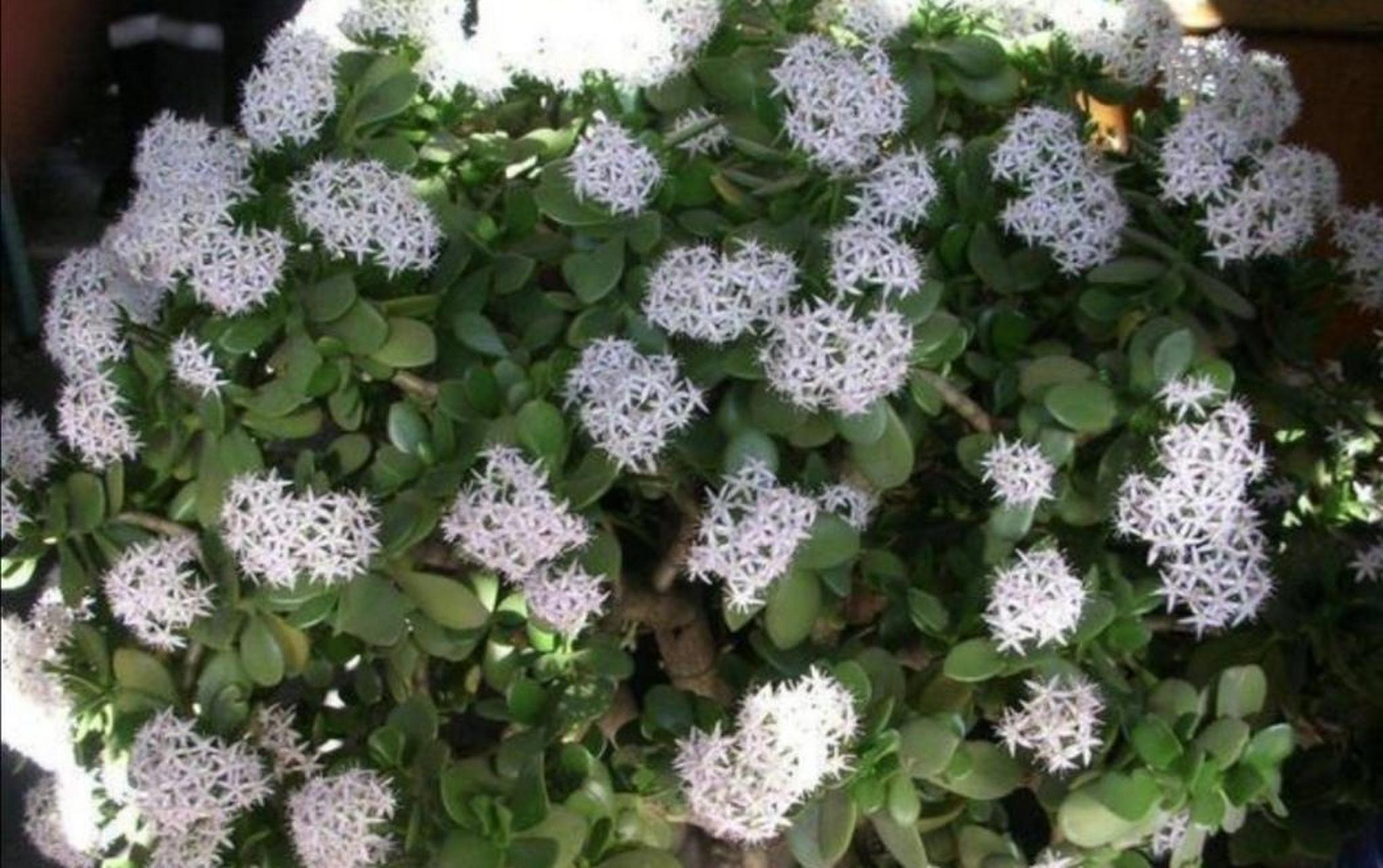 玉树是景天科常绿植物,它的株型优美,四叶片翠绿,是非常漂亮的观赏