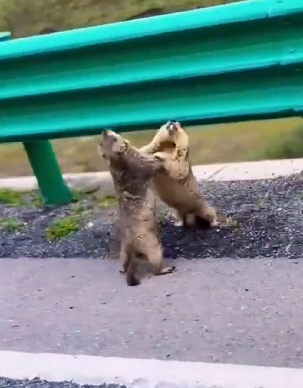 伸脖子咧嘴,来呀,我怕你 #恶搞搞笑#  #动物趣图