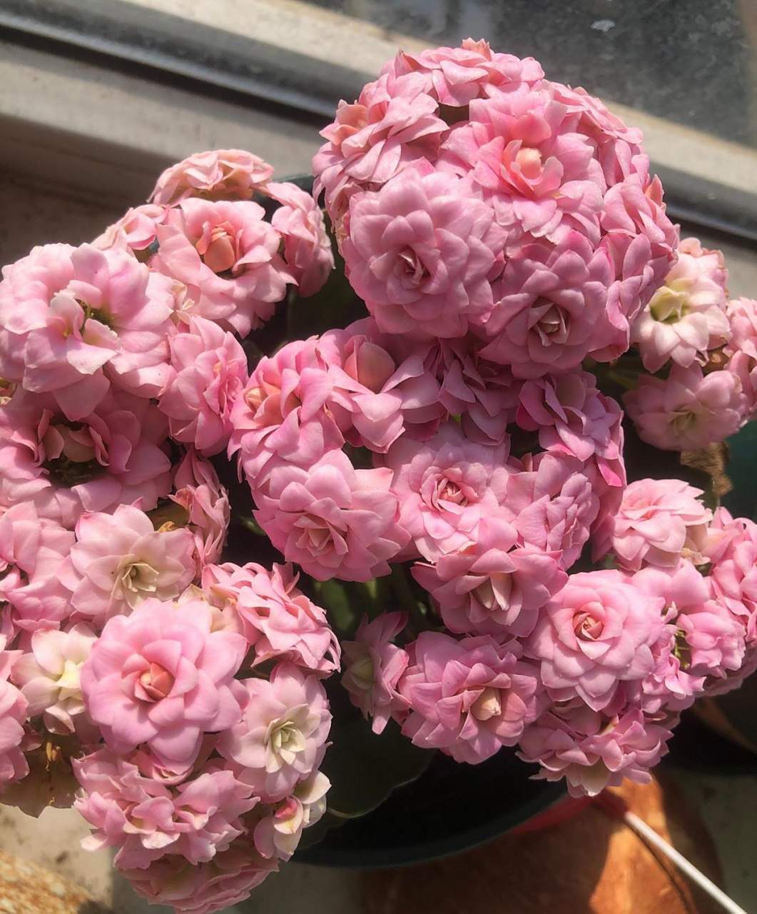 长寿花——璎珞,又美又仙的品种,花色富于变化,从紫粉色,粉红色到粉