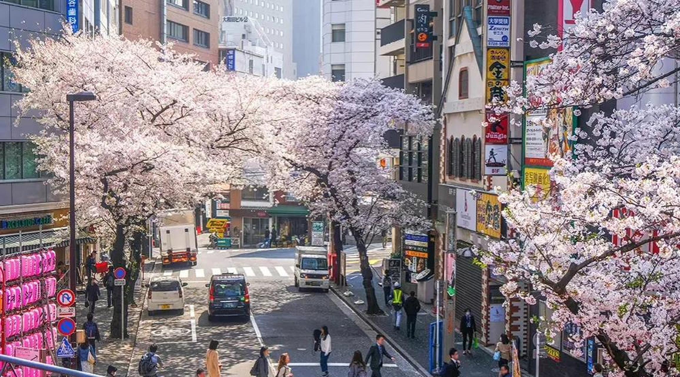 日本东京的樱花大道