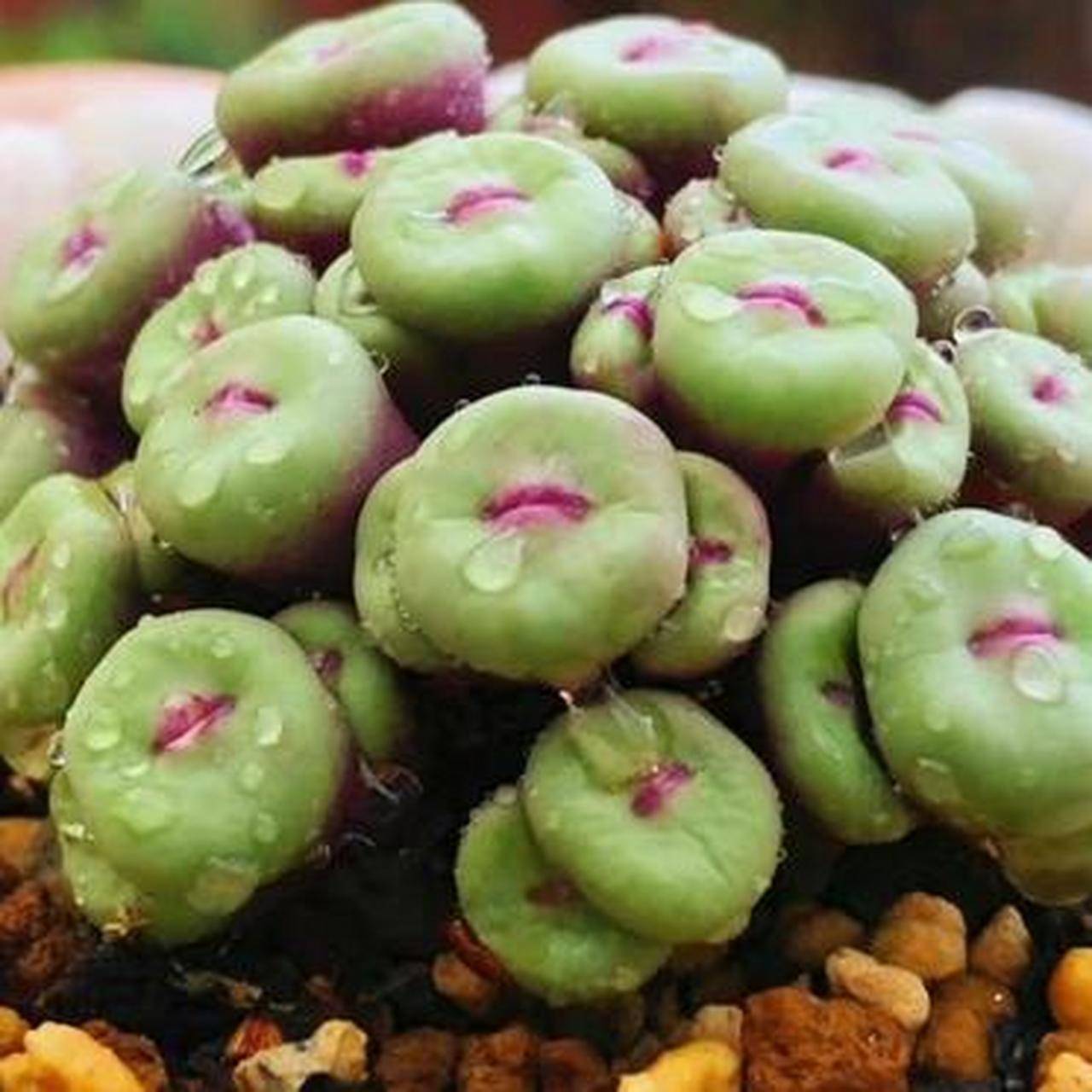 养了很久的多肉,这次终于培养成功了,长出了美美的"红唇",真好看啊