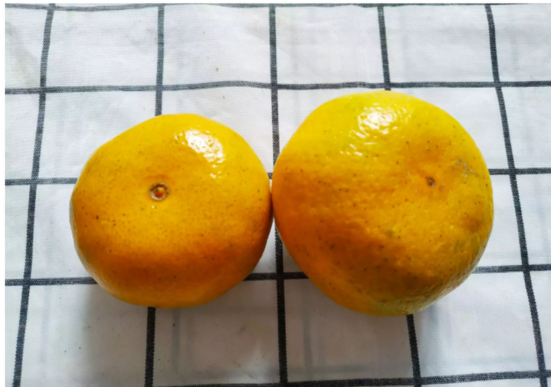 买橘子时,心里一直念叨着挑母橘子,母橘子甜;挑蒂部不突出的,选择皮