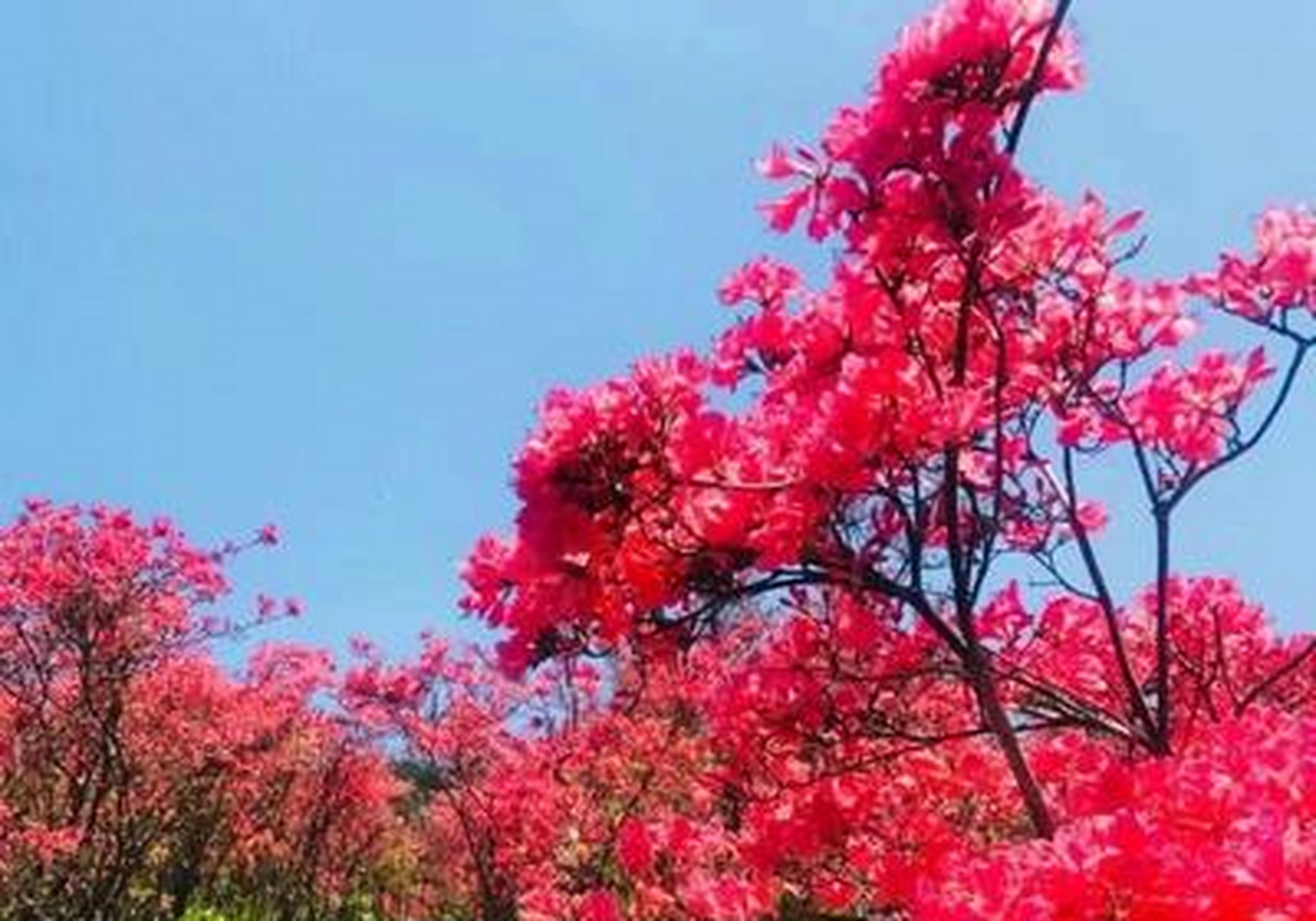 高姥山杜鹃花,磐安的"花花世界"以火烧山顶之势来了!