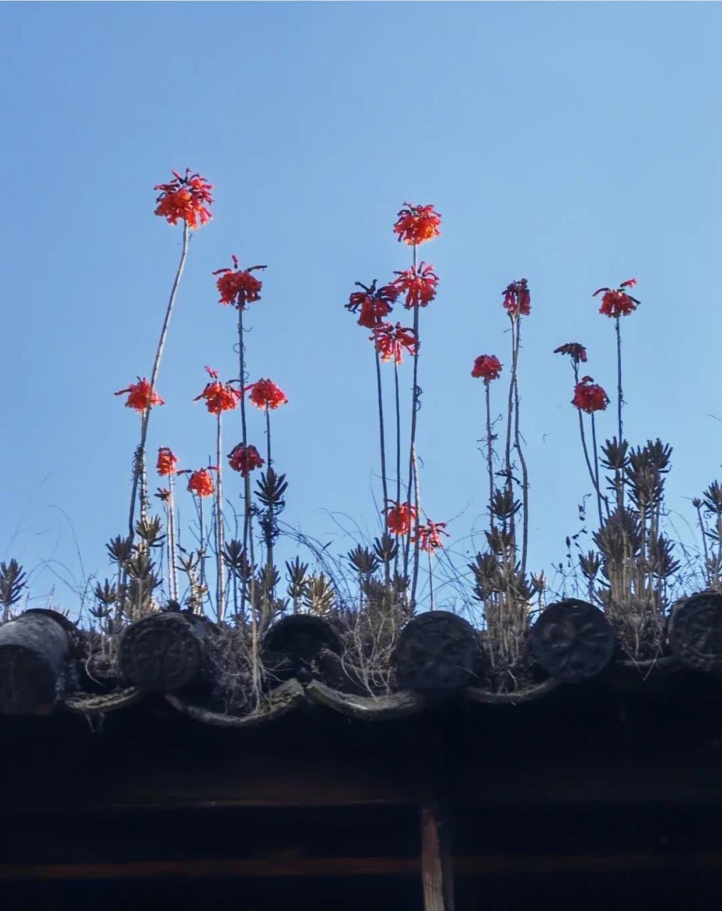 瓦片上的花,这是什么花?[偷笑]