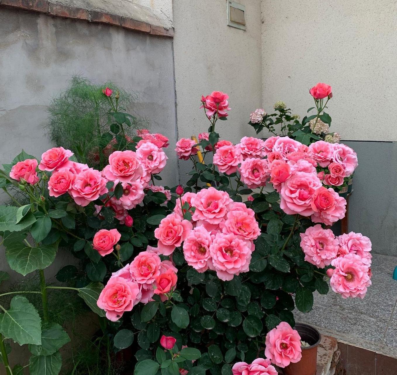 中国月季的"佼佼者"——粉扇,中等大花灌木月季,高度有1.3~1.