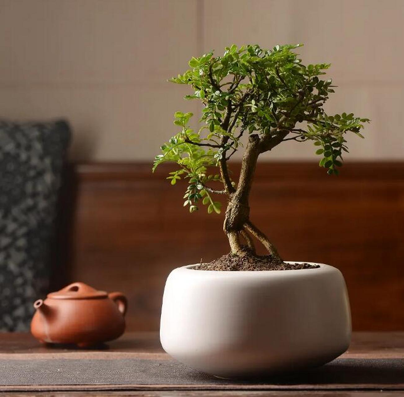 盆栽摆放美观的方法有很多,下面告诉你几个小技巧: 1大小的考虑是很