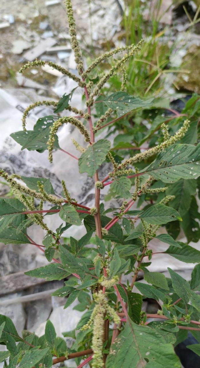 网友:有没有知道这种是什么植物,带刺的,还经常看到有人来摘这些叶子