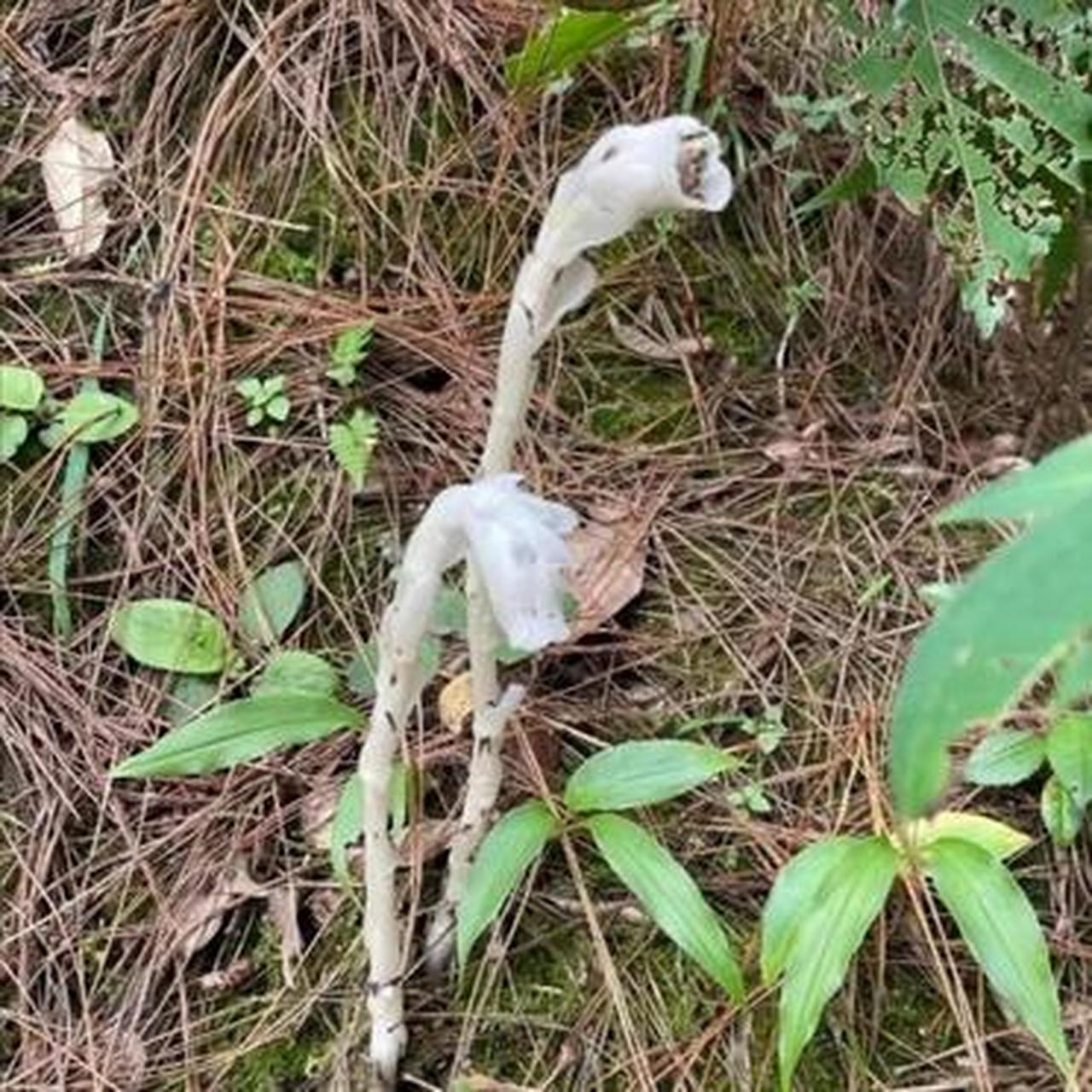 这个花见到了千万不能碰,因为它是牢底坐穿花