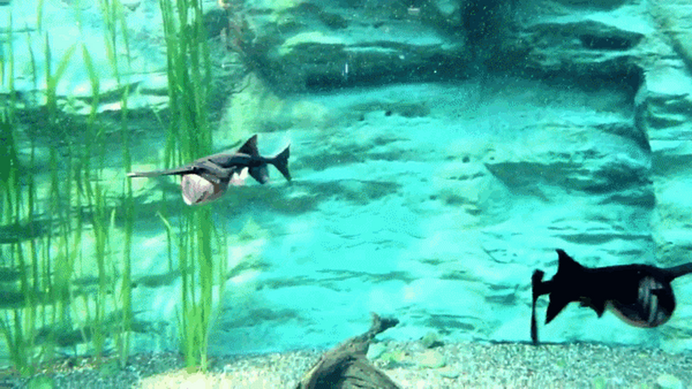 生活在美国密西西比河流域,名叫"匙吻鲟",它们同属"匙吻鲟科",一些