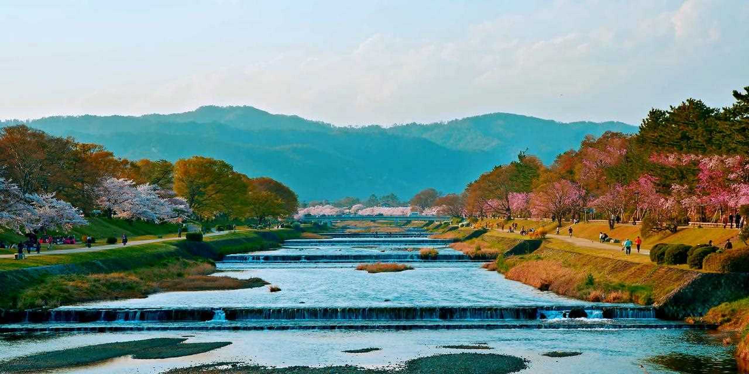 鸭川 樱花图片