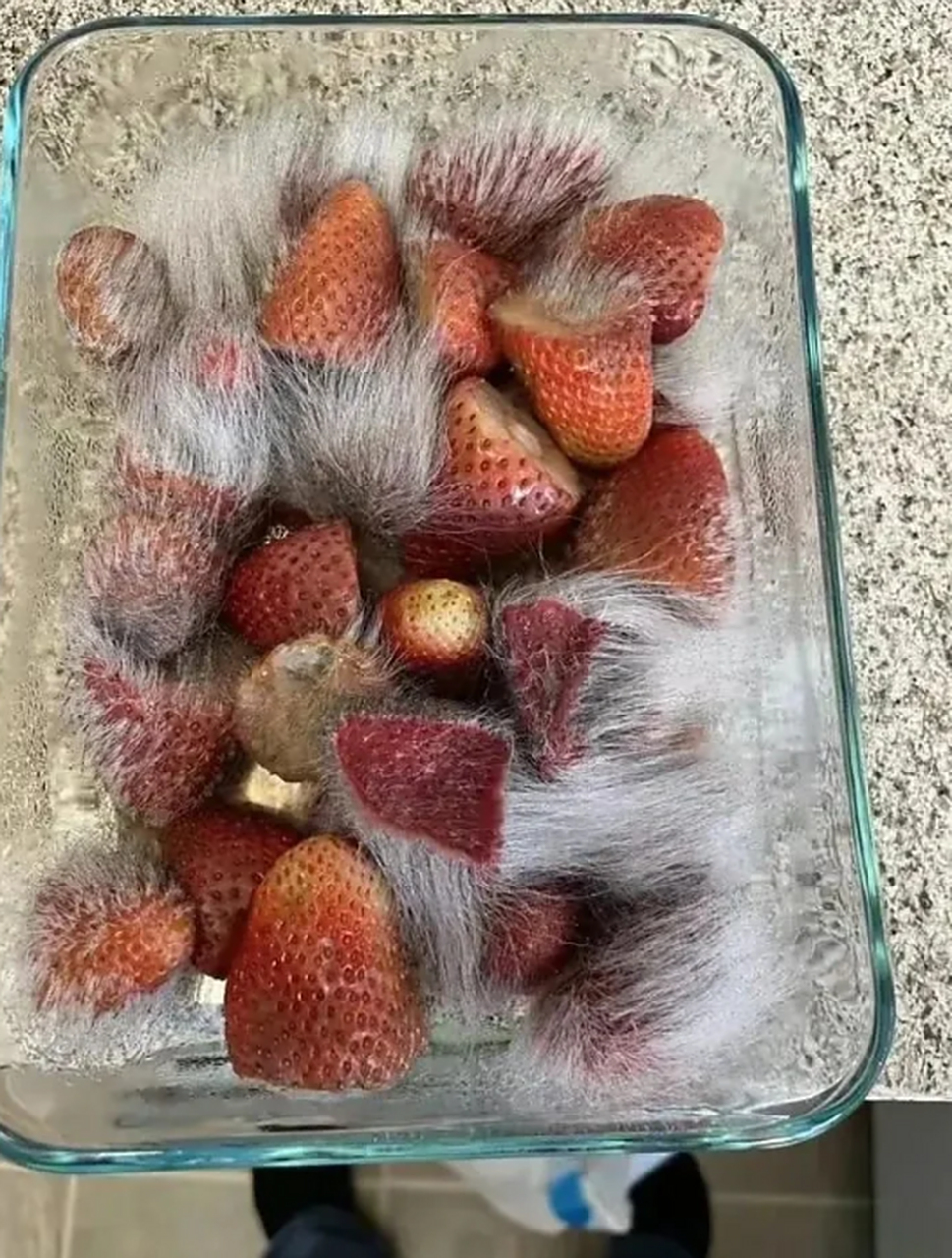 长白毛的草莓是哪里的新品种?有知晓的没