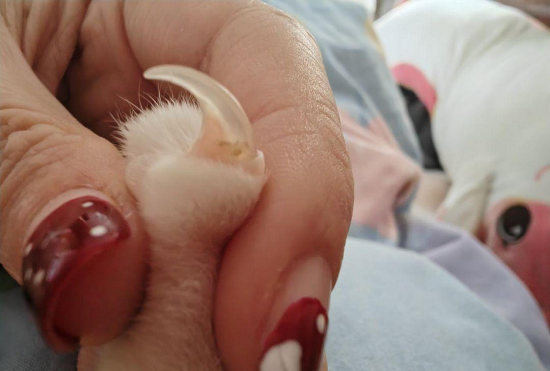 血线指的是粉色那部分吗?还是跟指甲一个颜色 #趣图搞笑