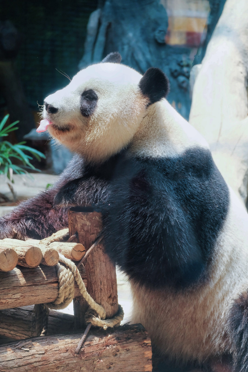 hi,我是熊猫:思筠筠,今年:8岁 02现居住在:福建省厦门灵玲动物园