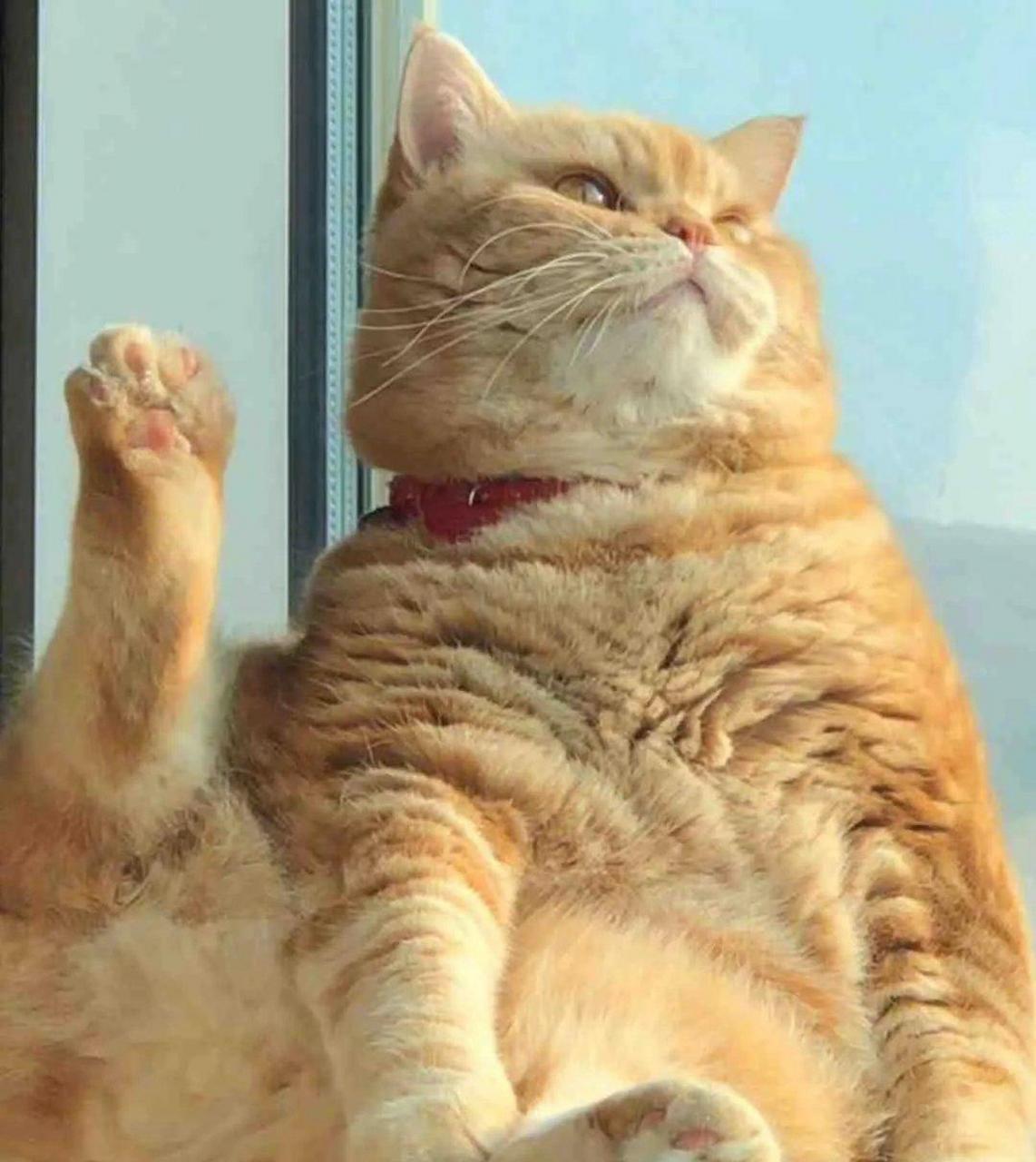 大胖橘猫的样子,是否像极了没办法出门的你,只能通过窗户看着外面的
