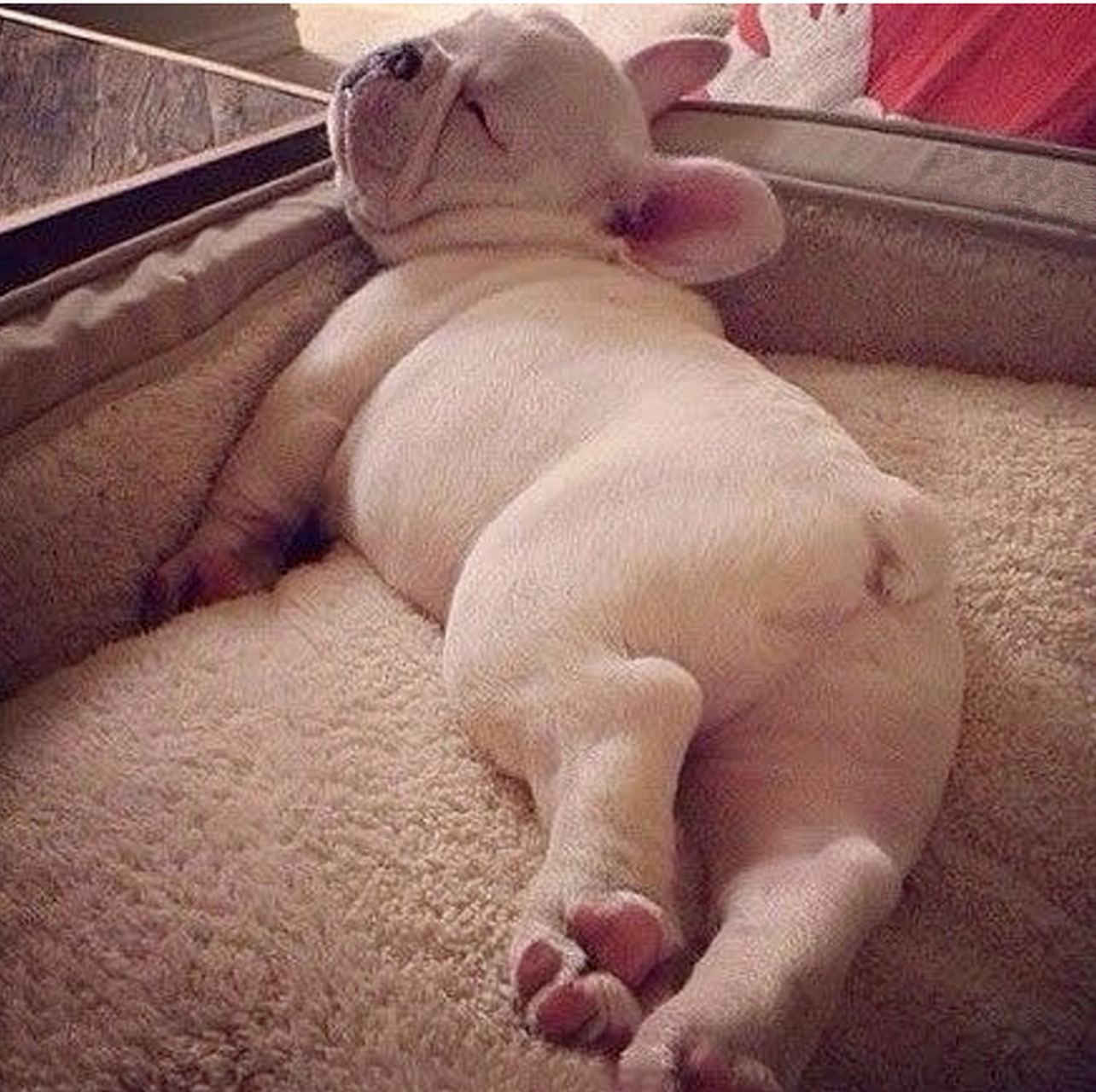 这睡姿咋就这么性感呢?