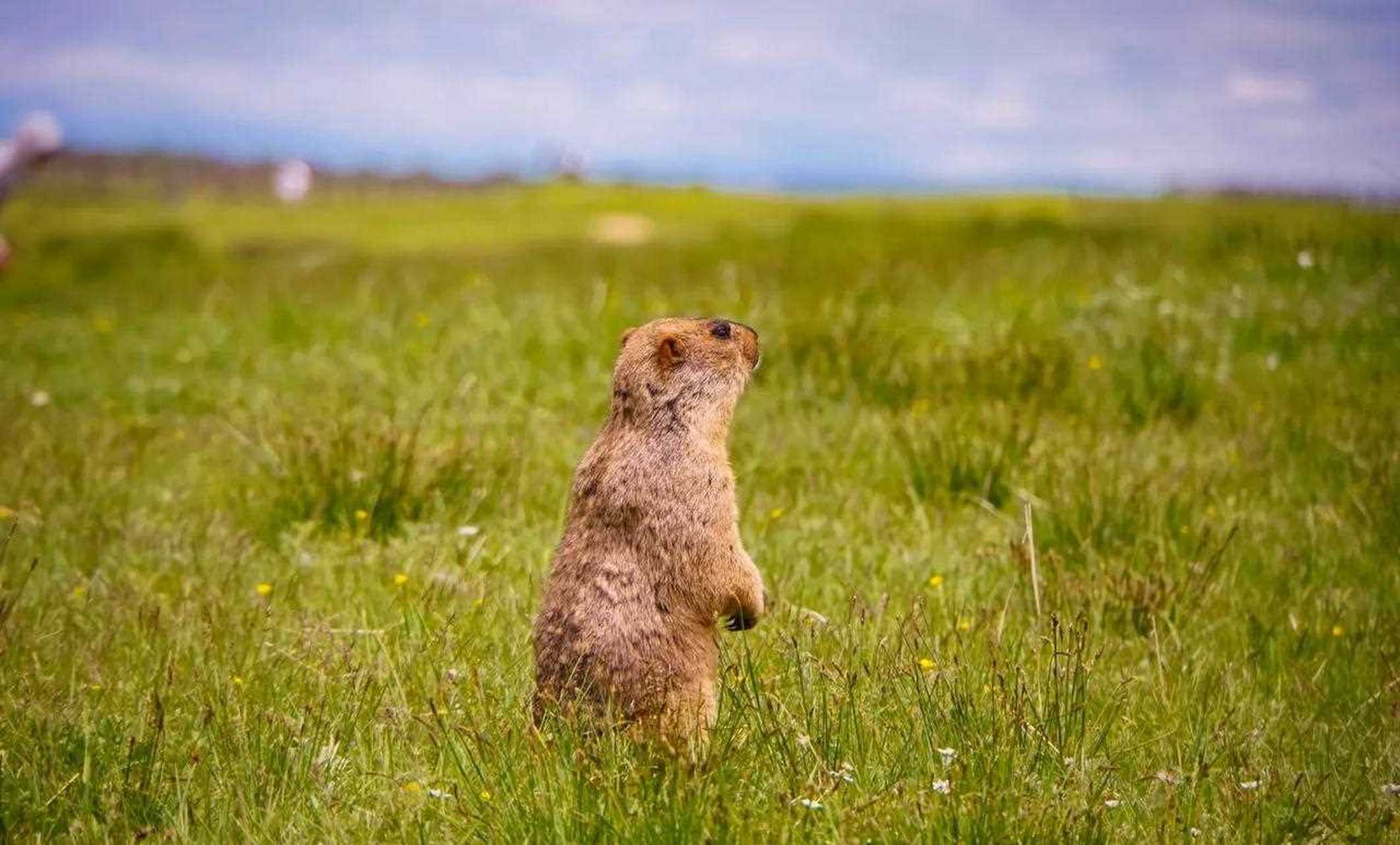 是啮齿目其中一种,旱獭属,又名土属拨鼠草地獭,又叫