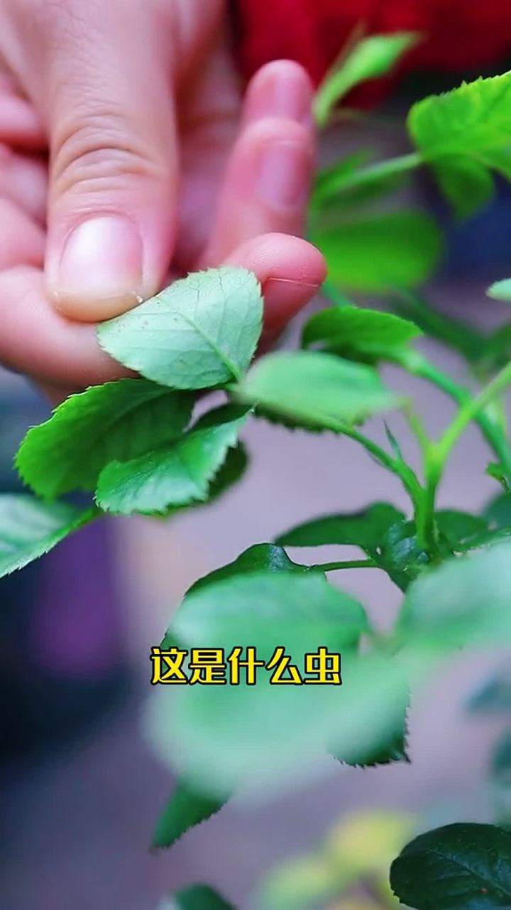 红蜘蛛怕醋图片