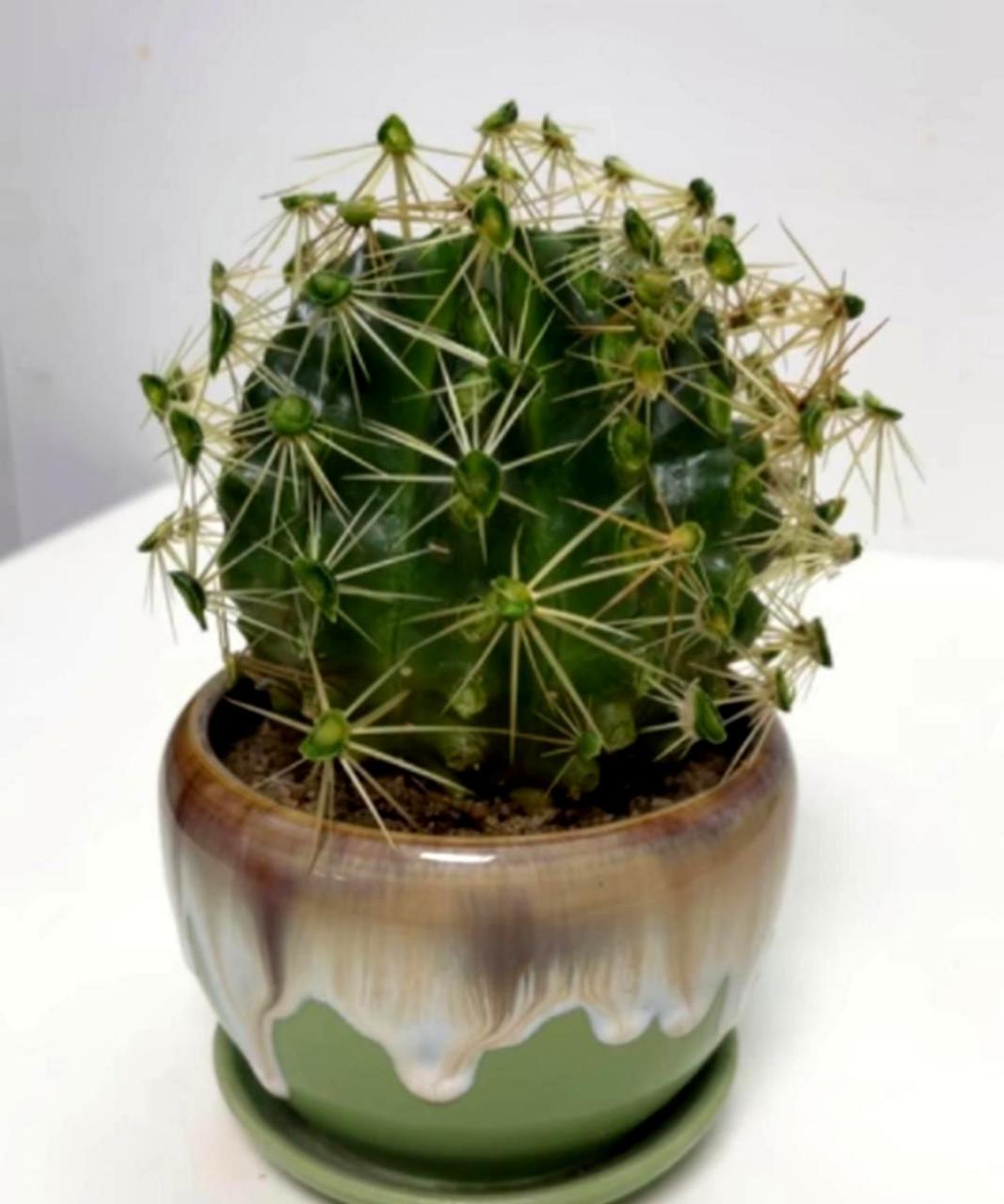 如果你敢扎我的手,就别怪我不留情!