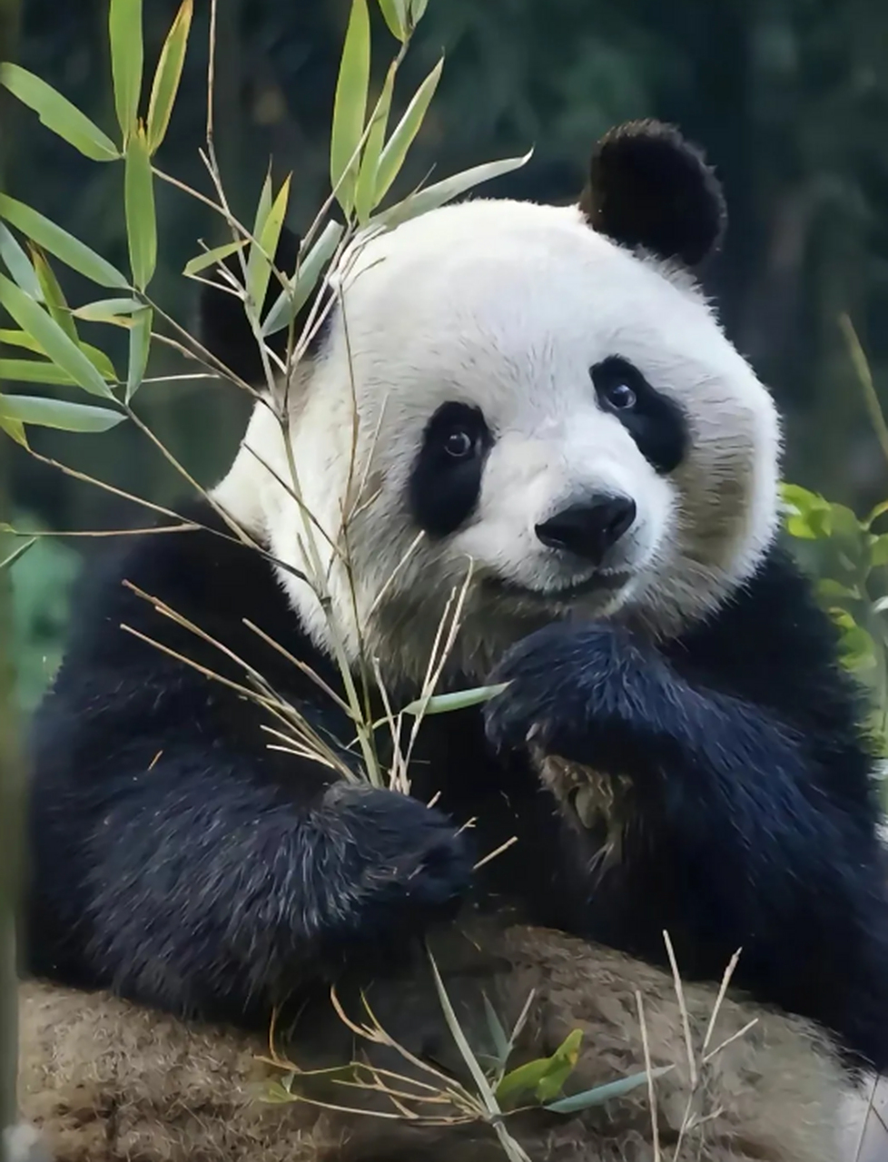 看看这长了心眼的小熊熊,这小表情,这小眼神  #关爱国宝大熊猫