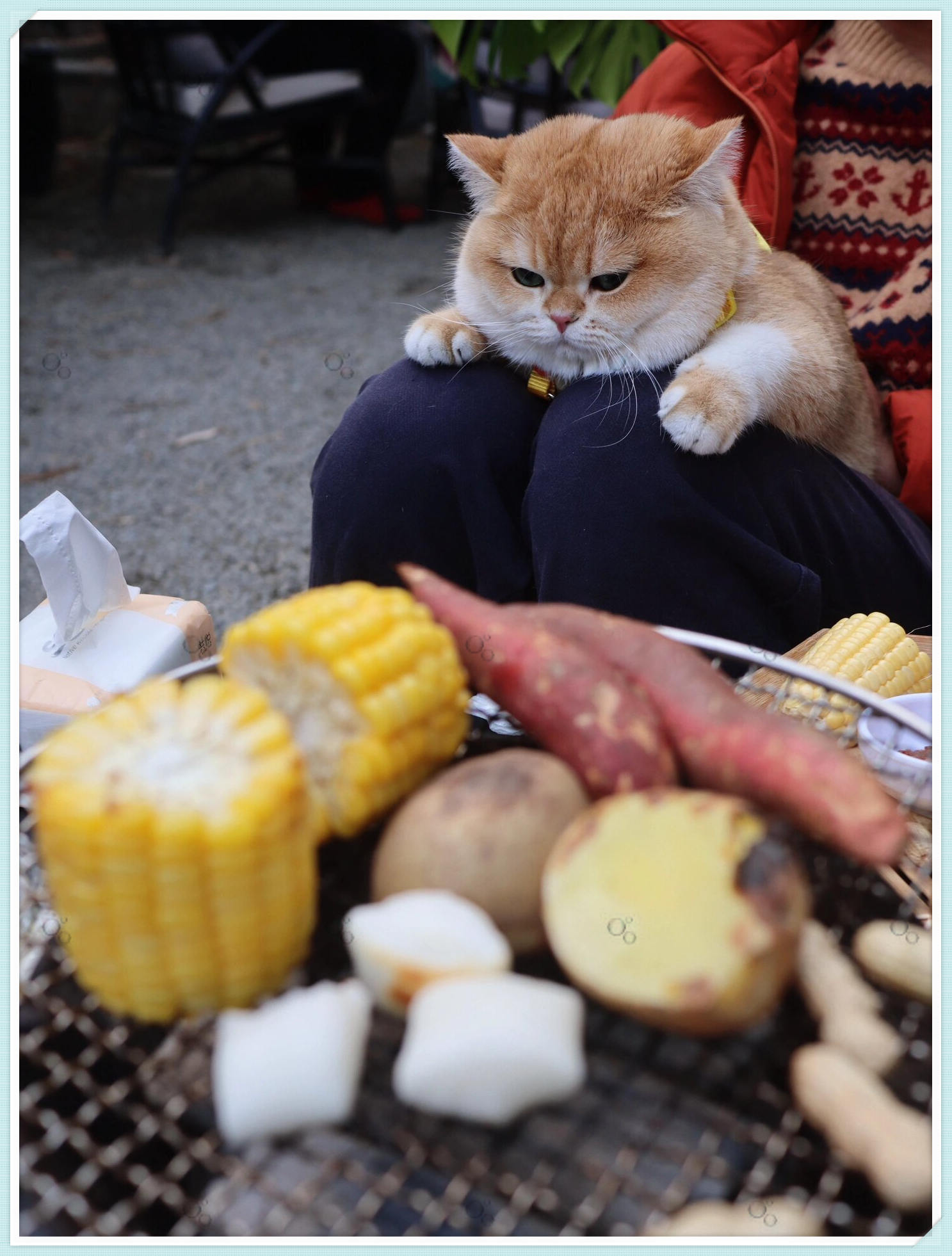 香港胖子肥猫图片