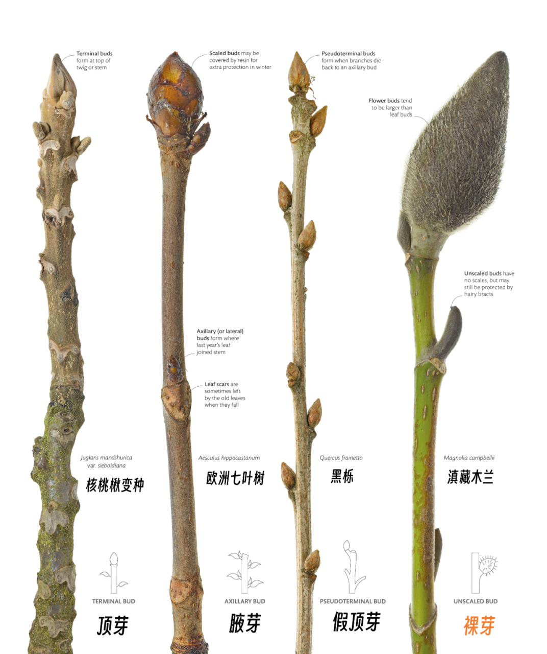 芽的类型图鉴  芽的位置与类型 根据生长位置,生长在枝条顶端的称为