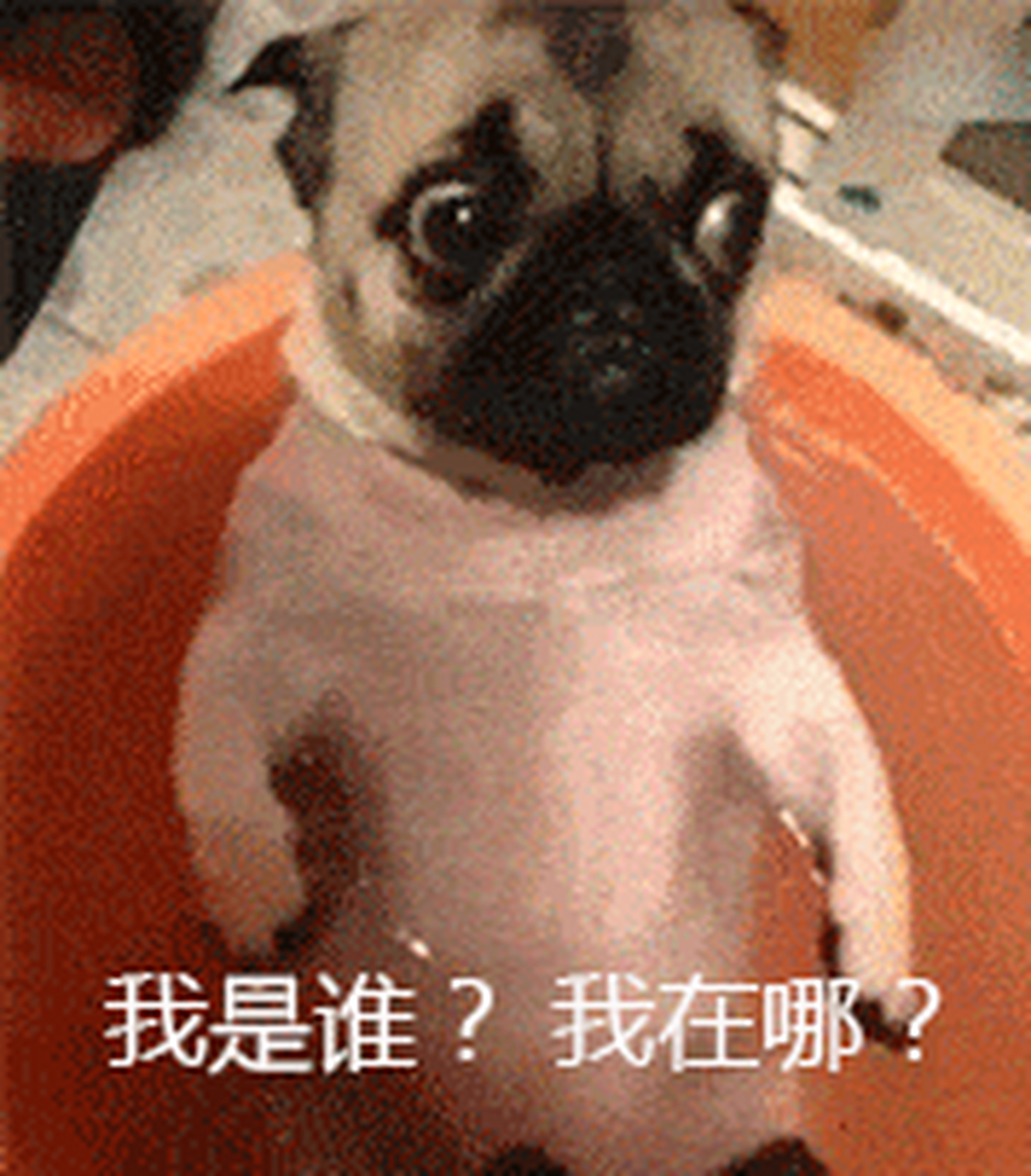 搞笑gif动图:第二张太搞笑了,我是谁,我在哪