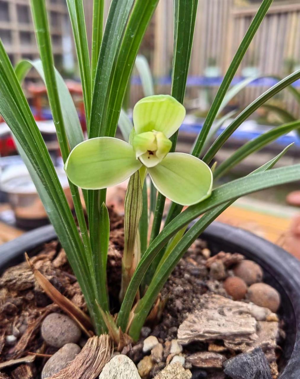 春兰名品宋梅开品欣赏,新手瓣形入门,可以从宋梅开始,能快速感受理解