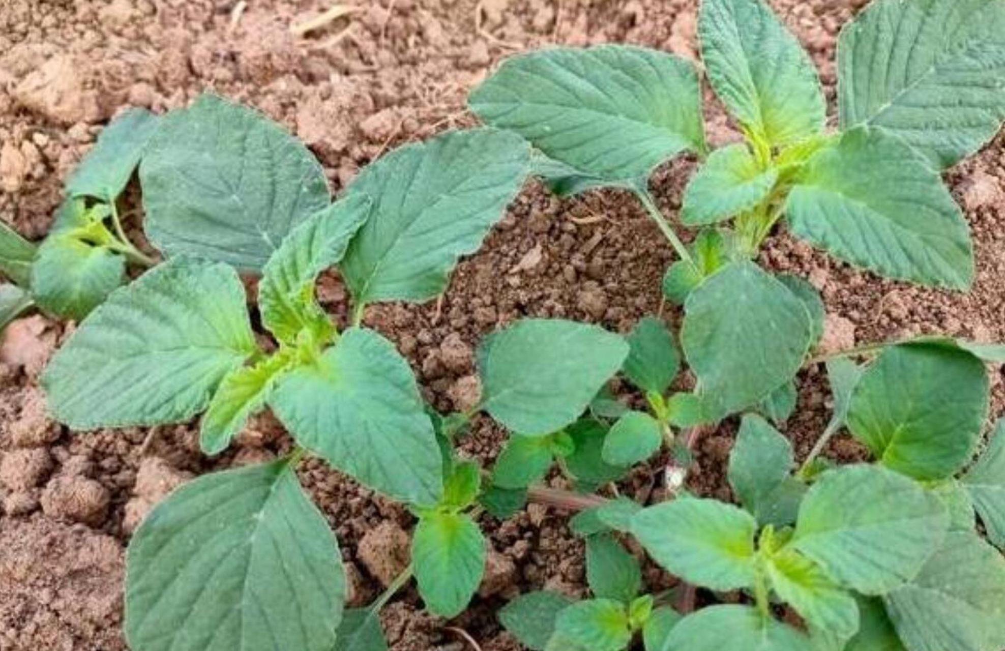 野苋菜,民间称之为"补血菜","长寿菜",现在已经可以吃了!