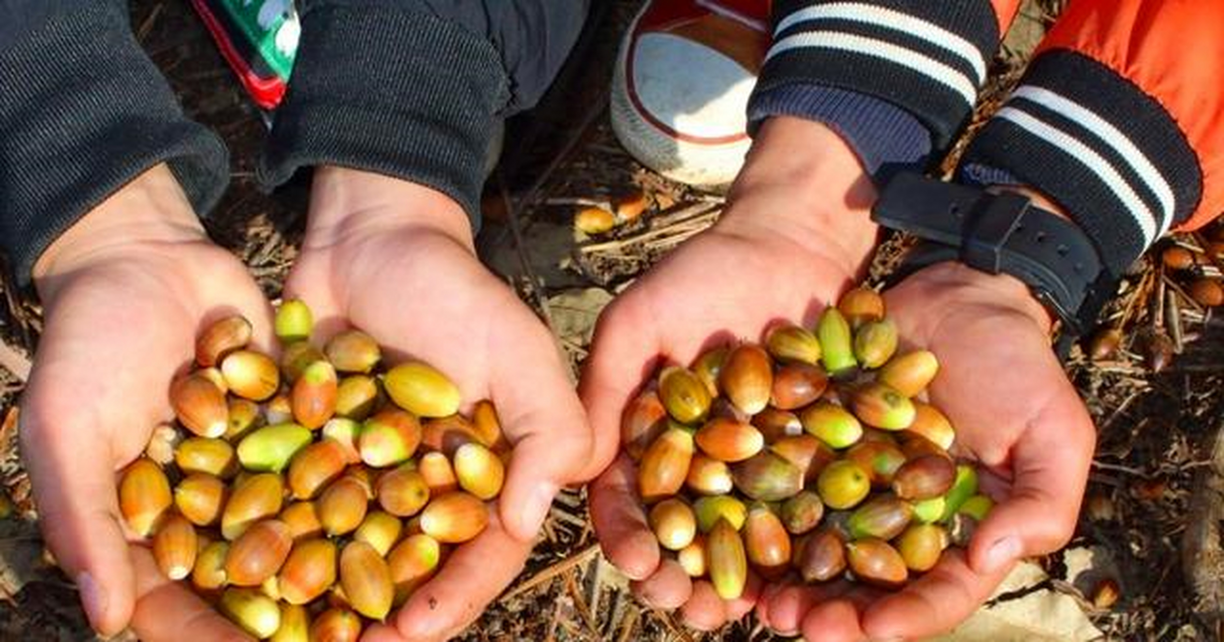 奶奶告诉我,这个栎树的果实,不是这样吃的,生吃不行,得加工过才能食用