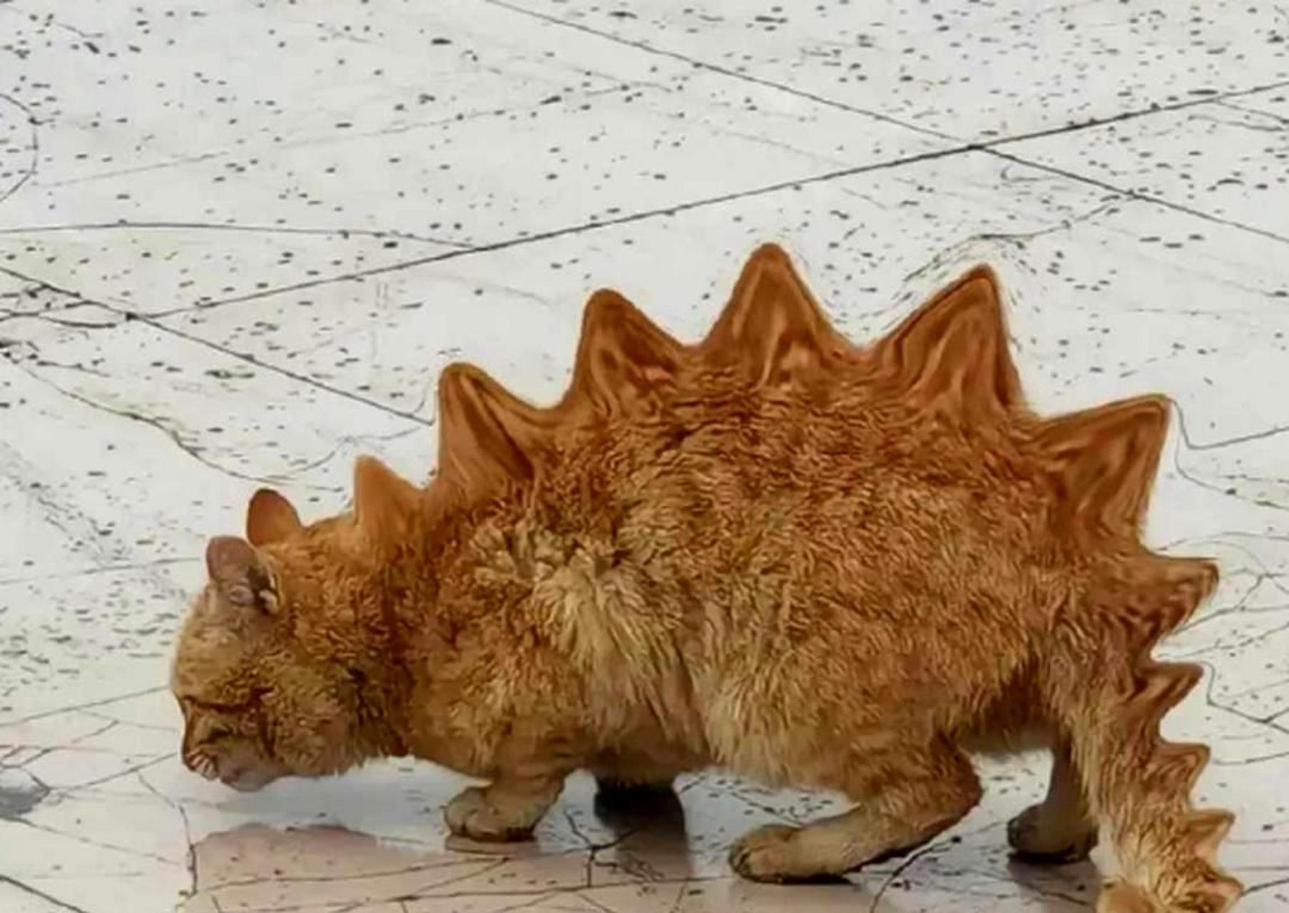 这只看起来像恐龙的生物实际上是一只变异的猫.